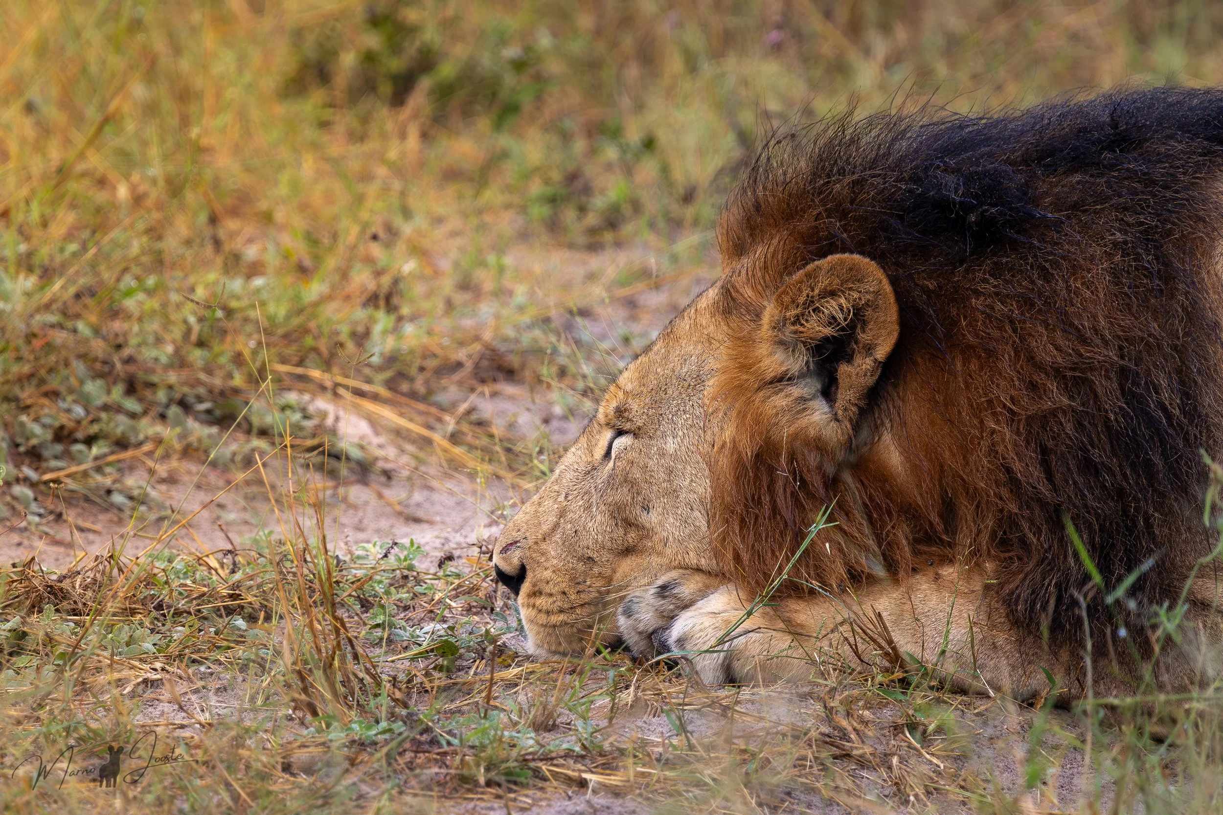 Male and female lions resting in Khwai Private Reserve