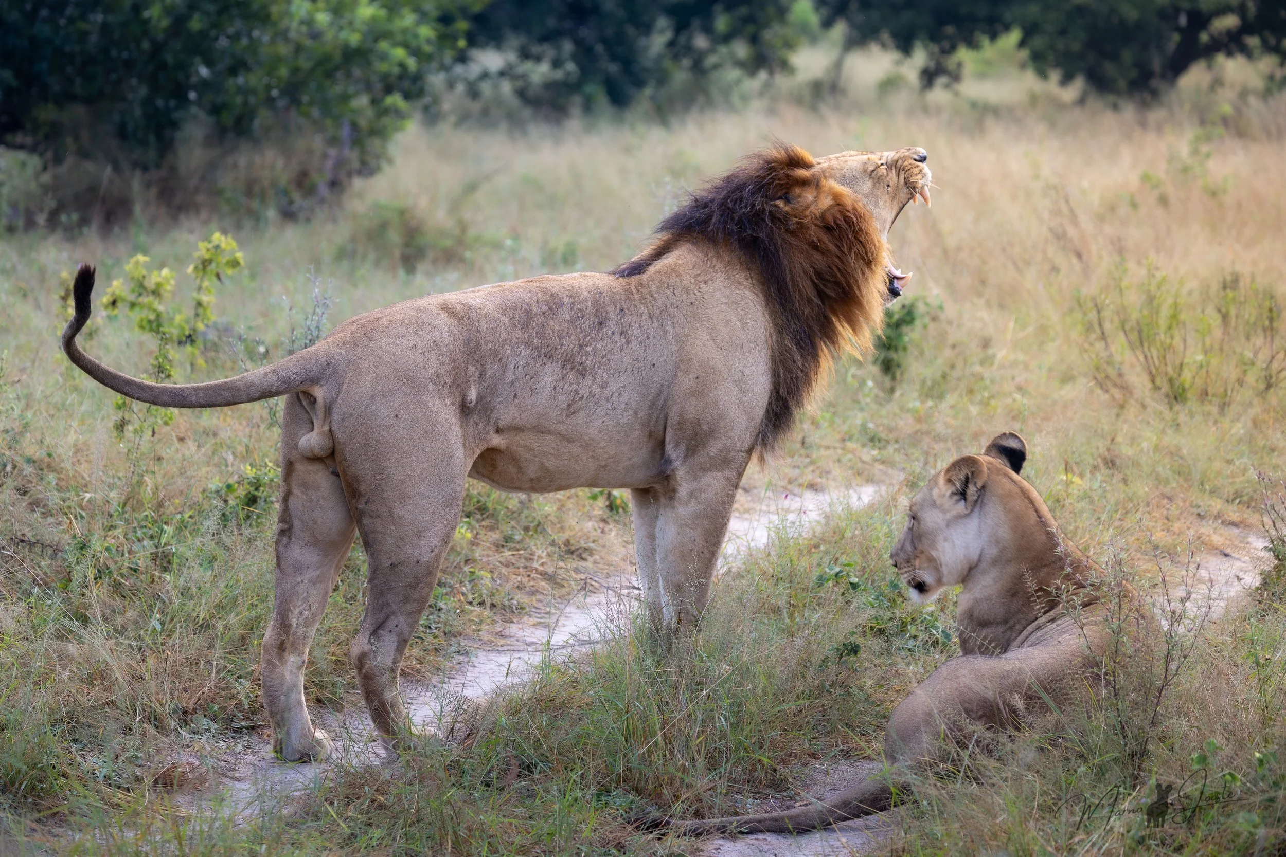 Male and female lions resting in Khwai Private Reserve