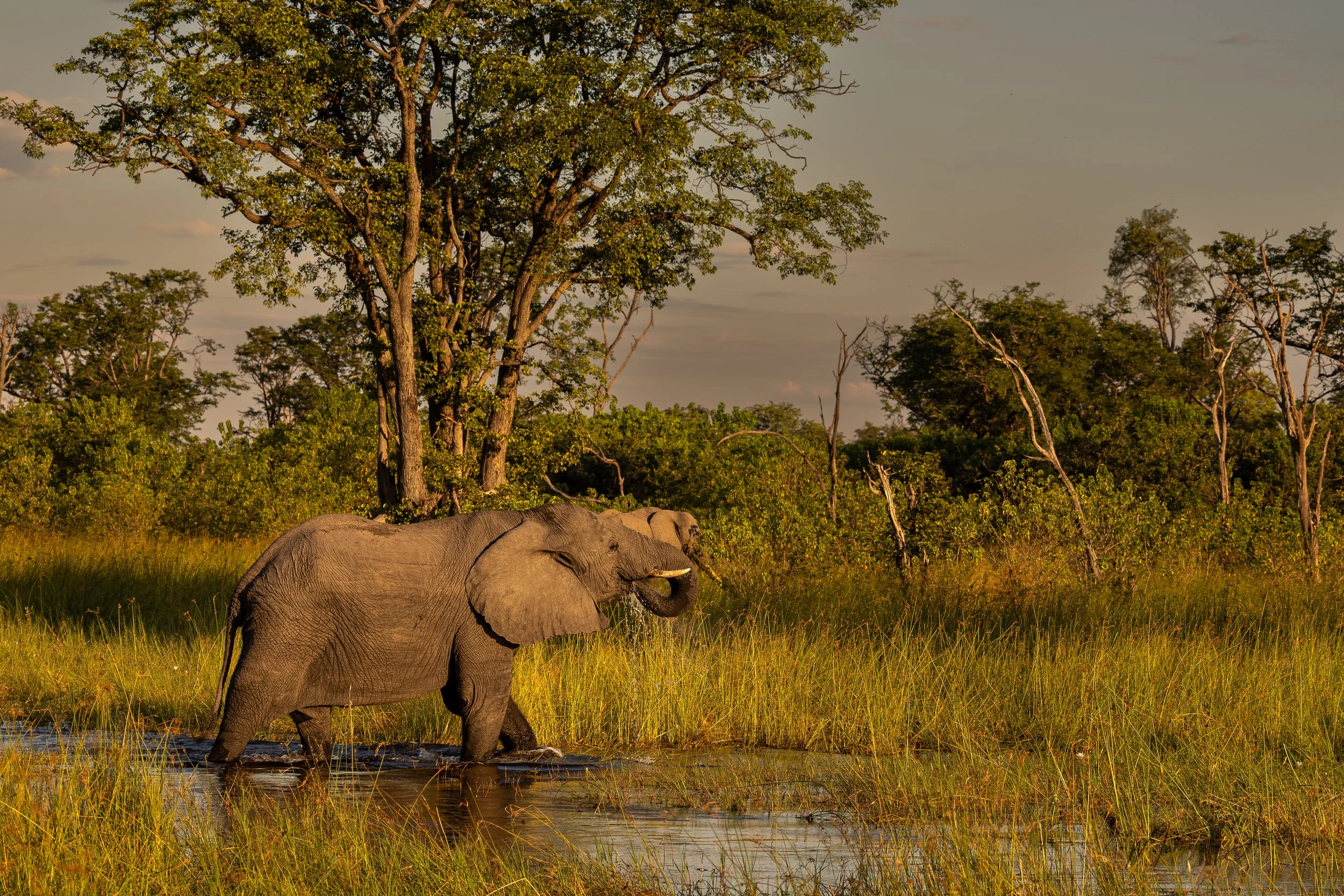 Elephant moving through mopane woodland in Khwai