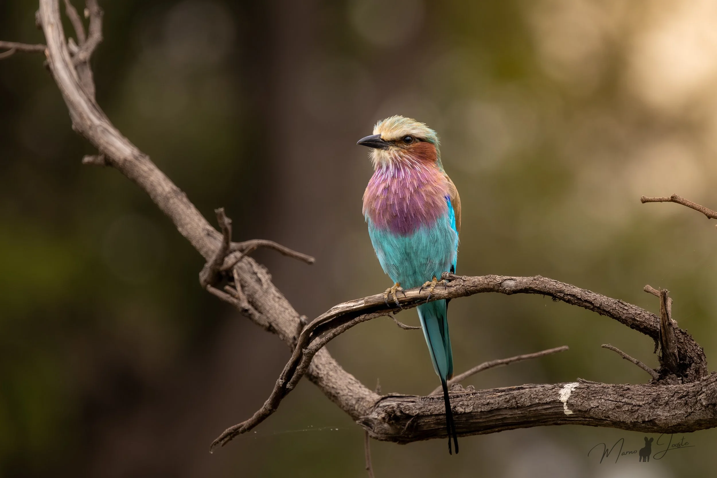 Lilac-breasted roller displaying its colourful plumage in Khwai Private Reserve