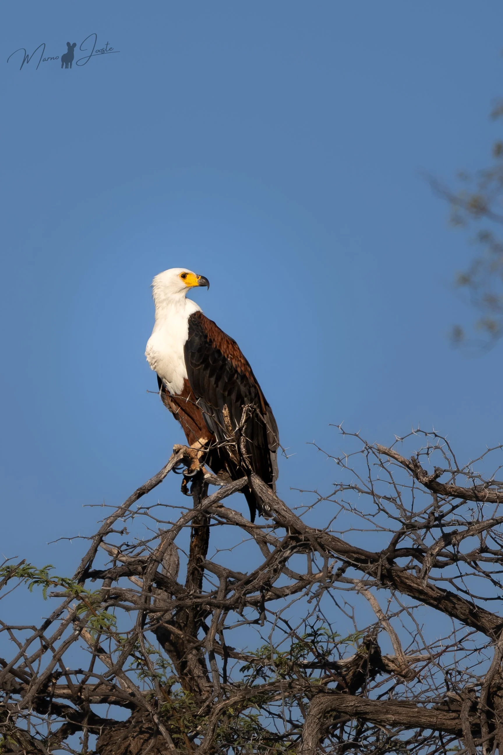 African fish eagle
