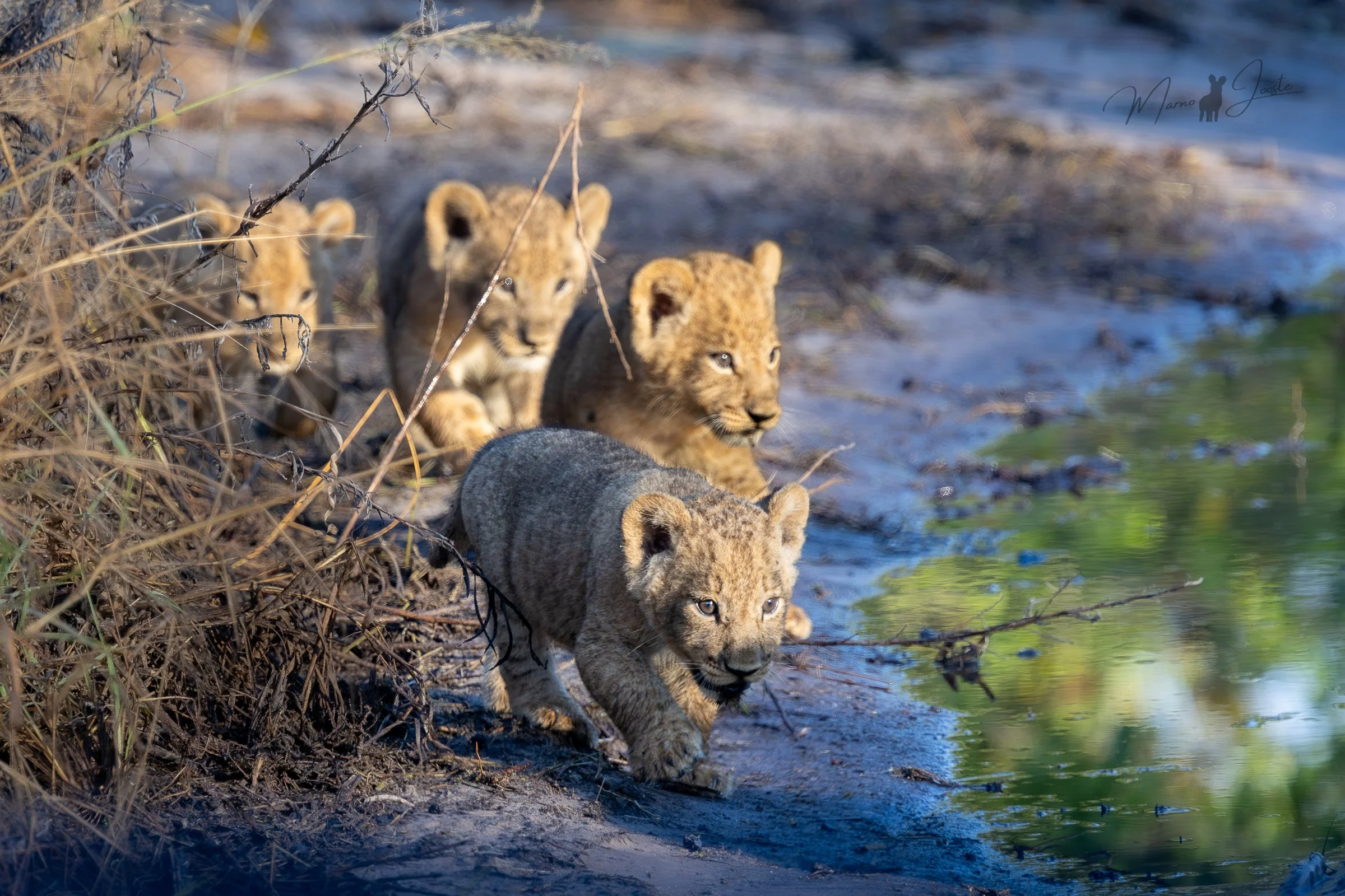 Three to four week old lion cub in Khwai Private Reserve