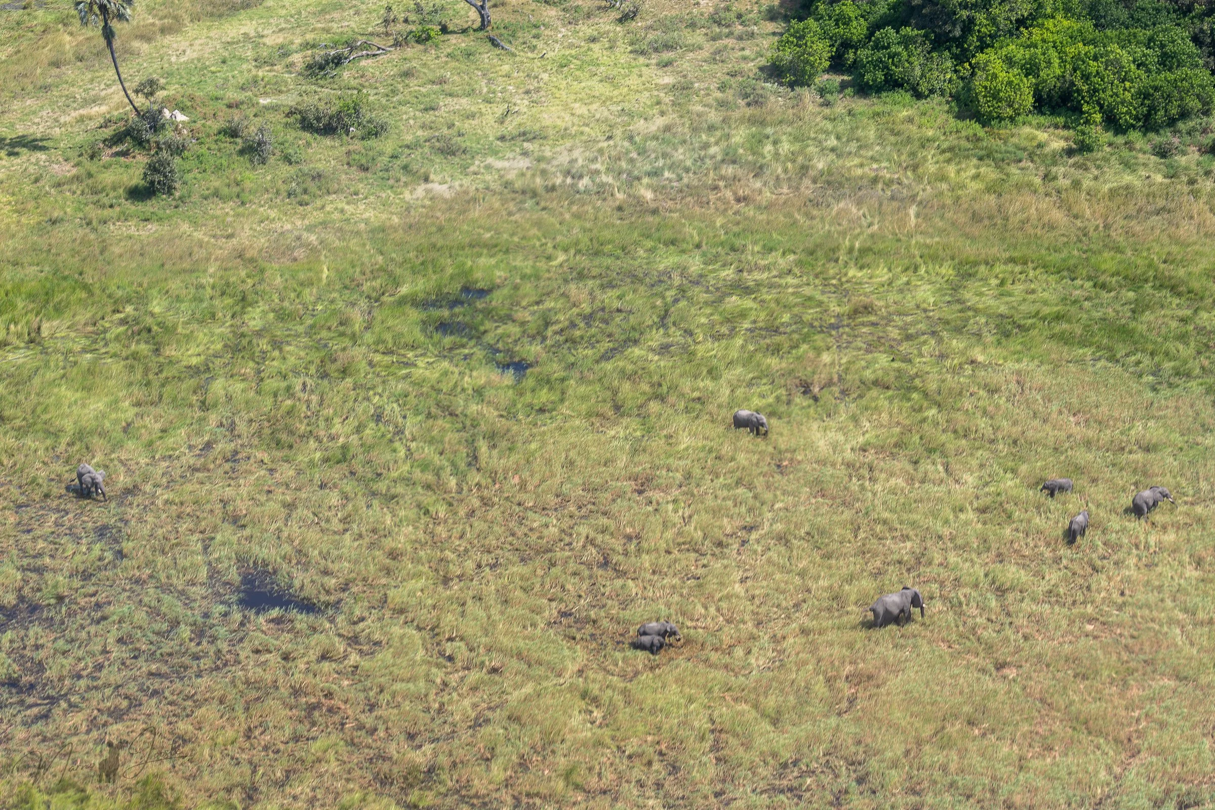 Elephants seen from inside the helicopter in the Okavango Delta