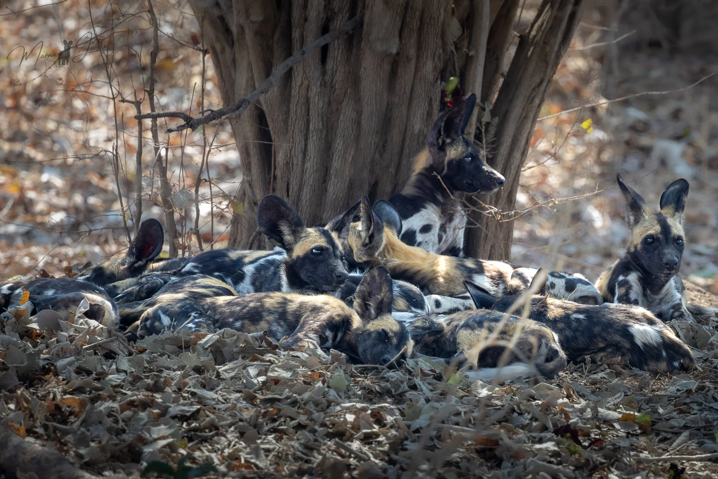Deep in the Luangwa Valley: Safari Stories from South Luangwa, Part 2