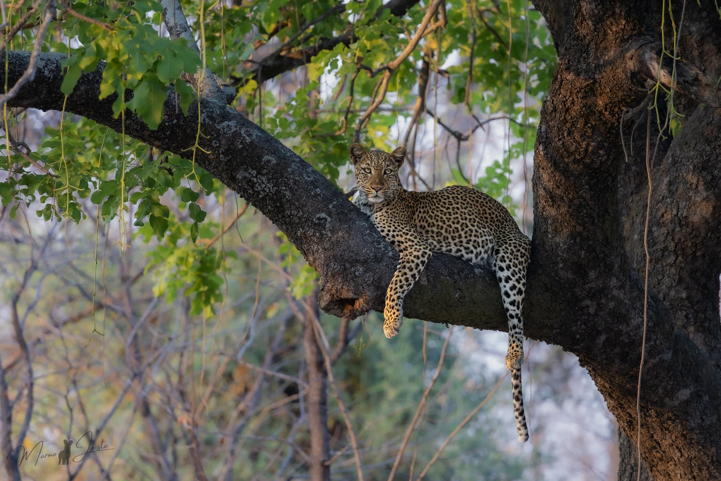 Deep in the Luangwa Valley: Safari Stories from South Luangwa, Part 1