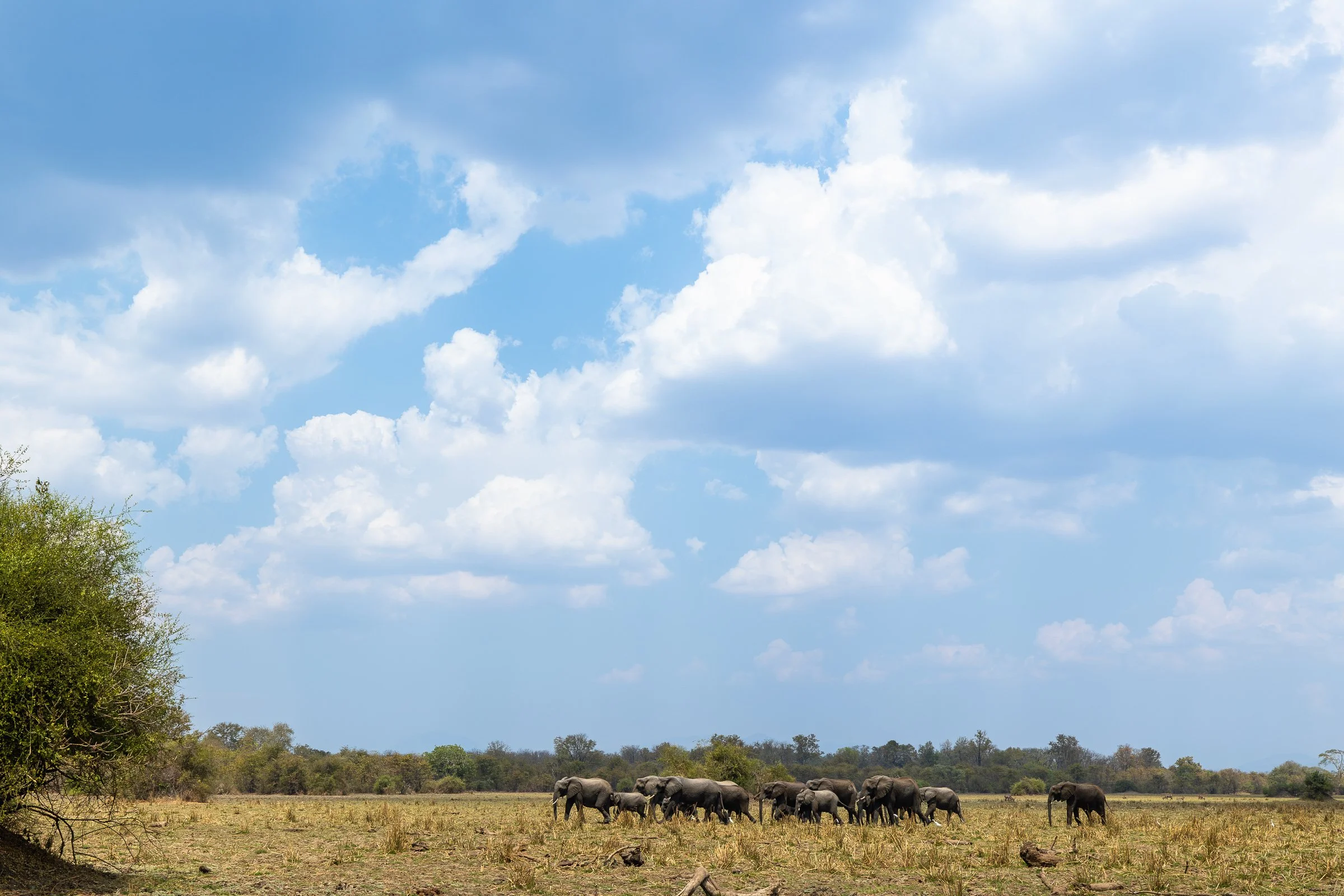 Elephants walking across the open floodplains of Liwonde National Park, with an expansive sky and dramatic clouds above the landscape.