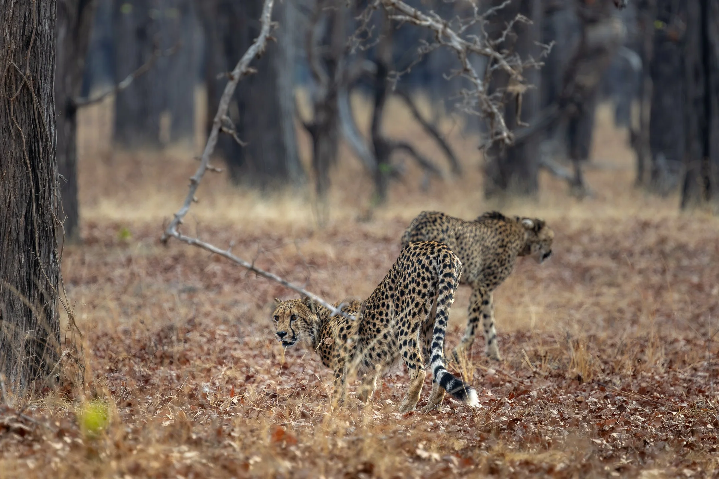 Two young male cheetahs walking together through woodland in Liwonde National Park, Malawi.