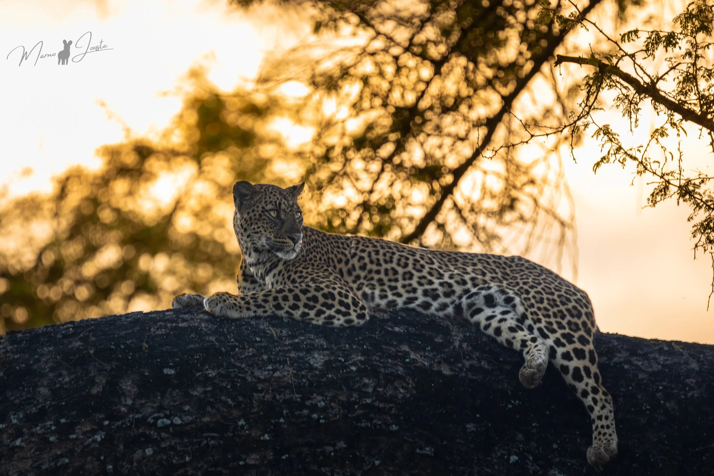 Female leopard known as Scar in a winterthorn tree near Anabezi Camp