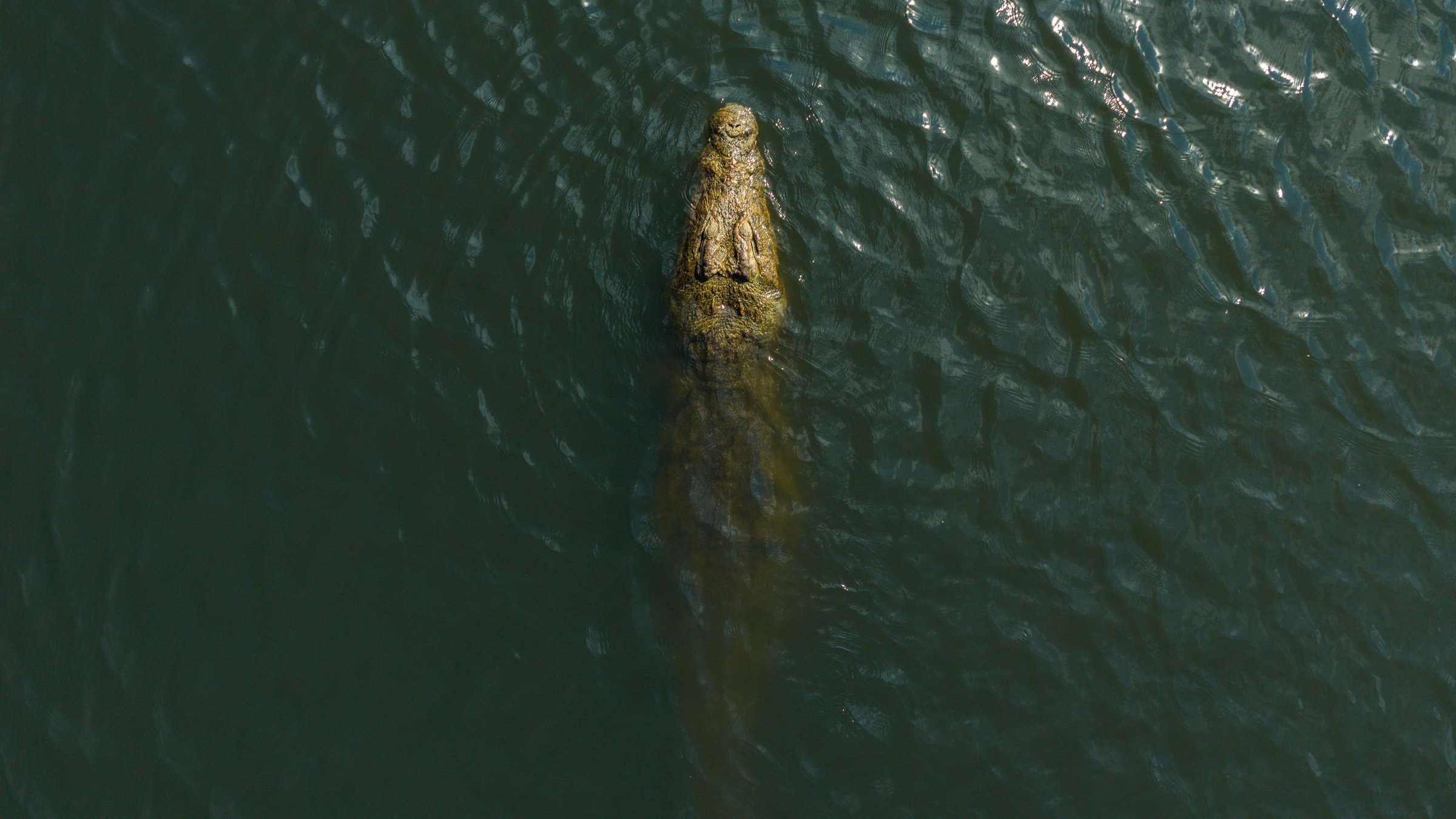 Aerial photograph of a large Nile crocodile in the Shire River, Liwonde National Park, photographed from directly above.
