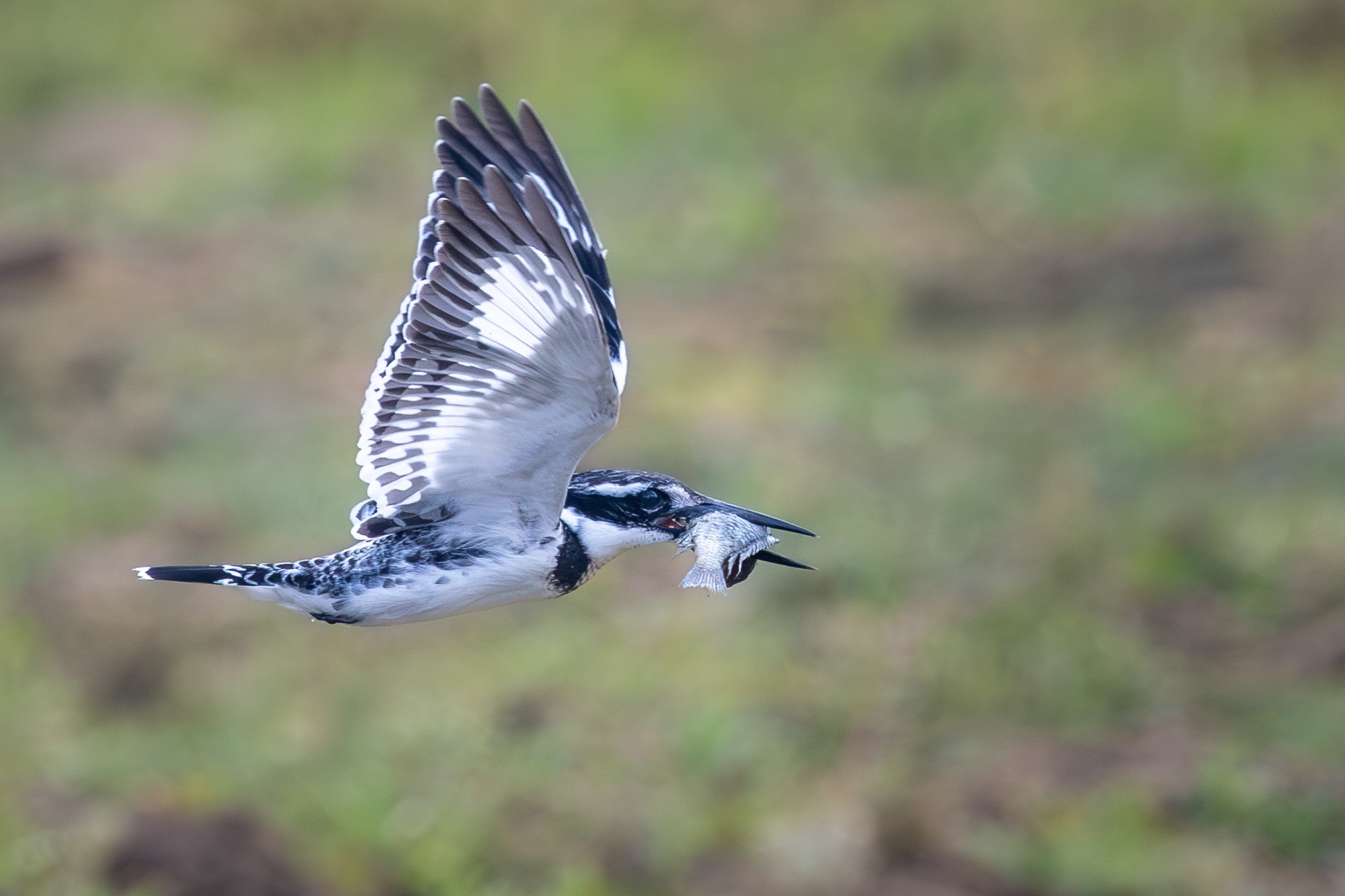 Pied kingfisher in flight with its wings fully extended and a freshly caught fish in its beak, photographed along the Shire River in Liwonde National Park.
