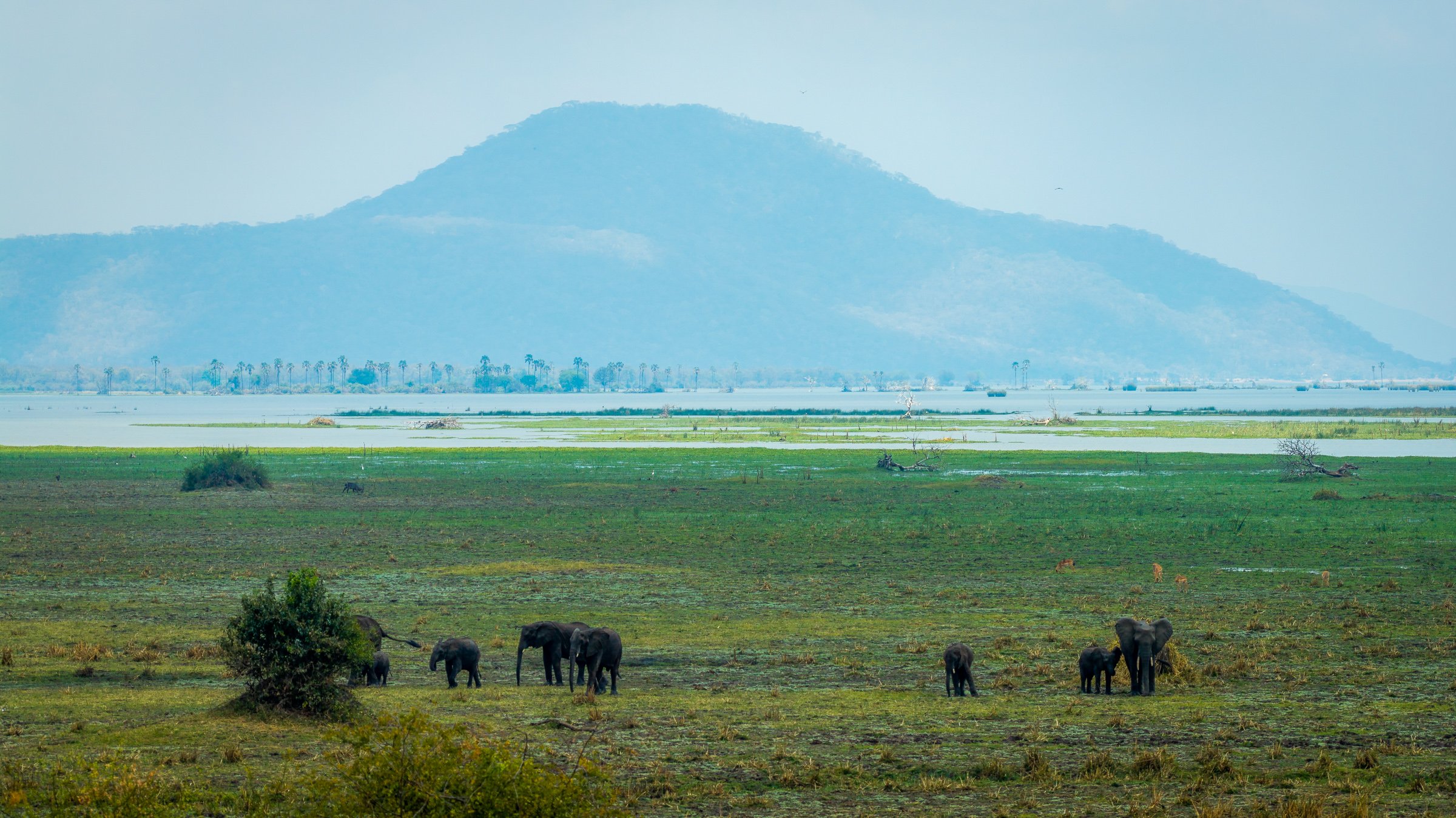 Aerial view of elephants moving across the green floodplains of the Shire River in Liwonde National Park, Malawi, with mountains in the distance.