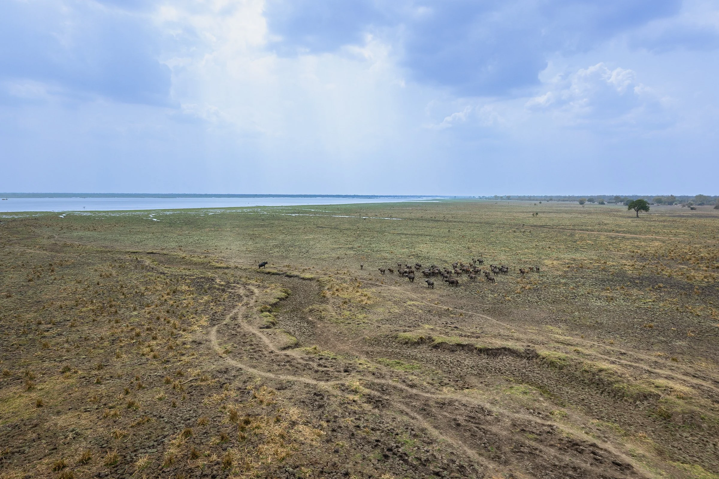 Aerial view of the Shire River and surrounding floodplains in Liwonde National Park, with a large herd of more than 50 African buffalo spread across the landscape.