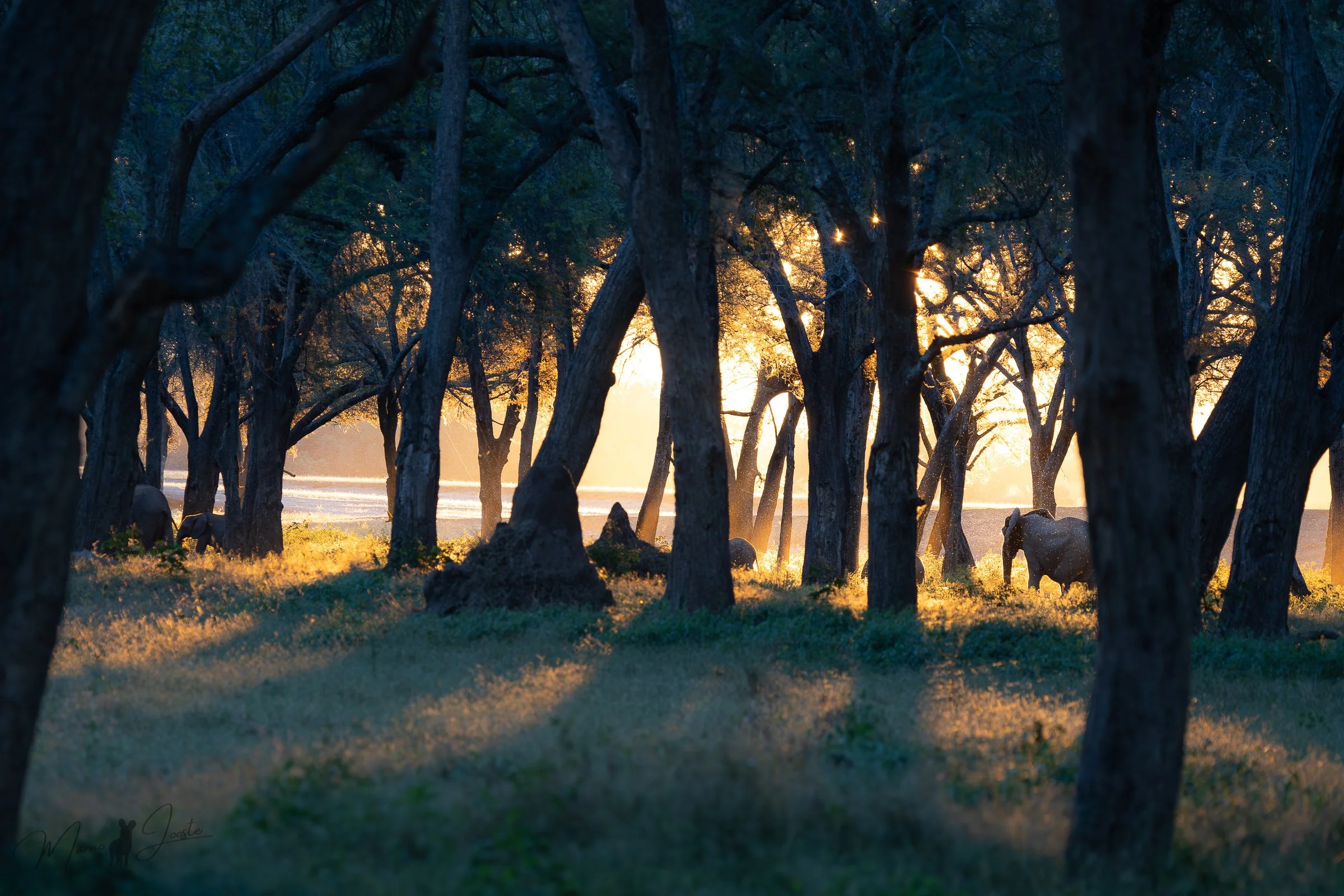 Winterthorn forest and river landscape near Anabezi Camp