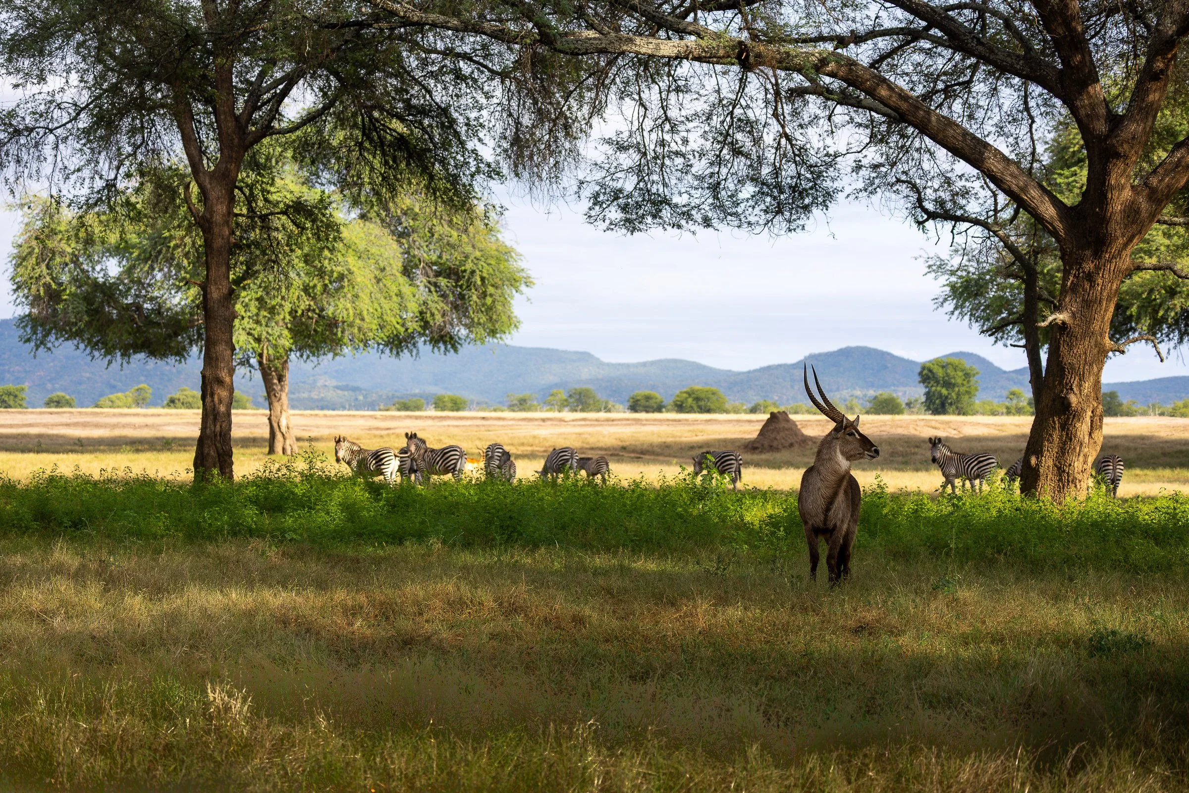Waterbuck and zebra in the winterthorn forest near Anabezi Camp