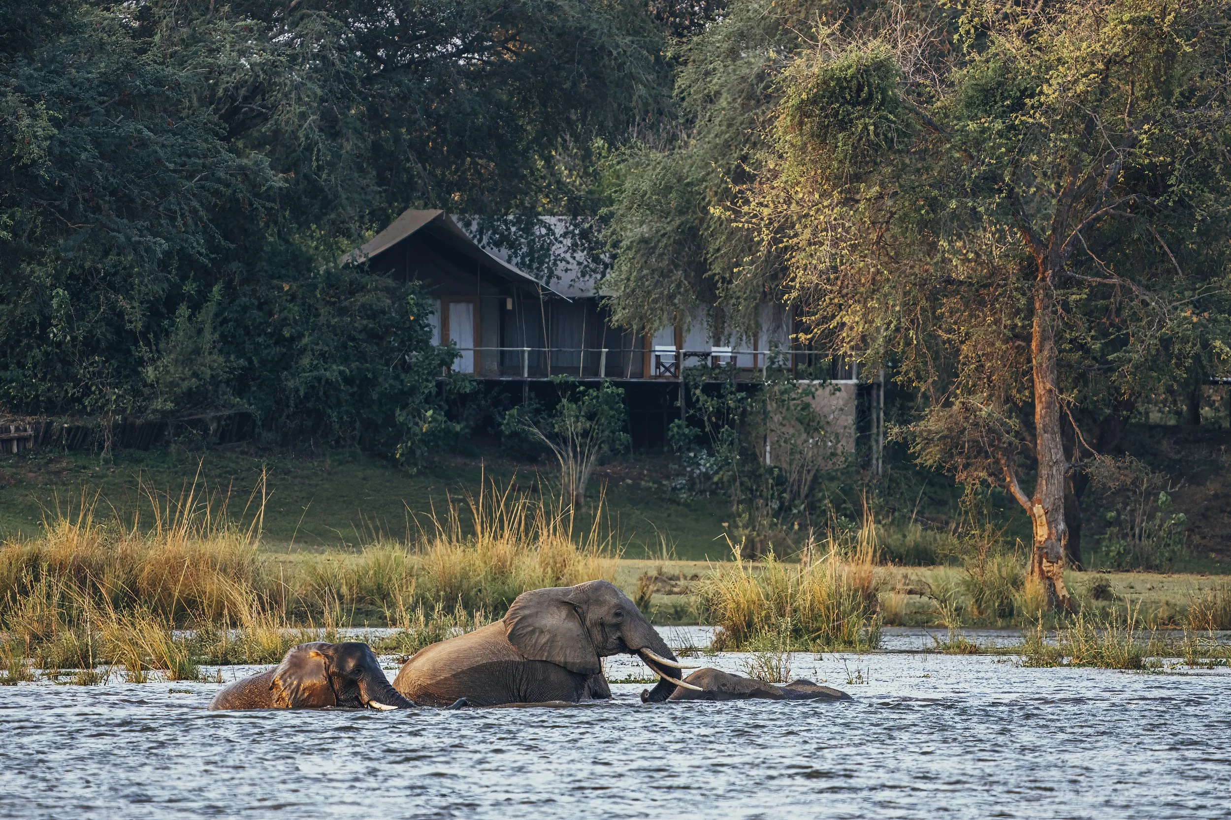 Green season scenery in Lower Zambezi National Park near Anabezi
