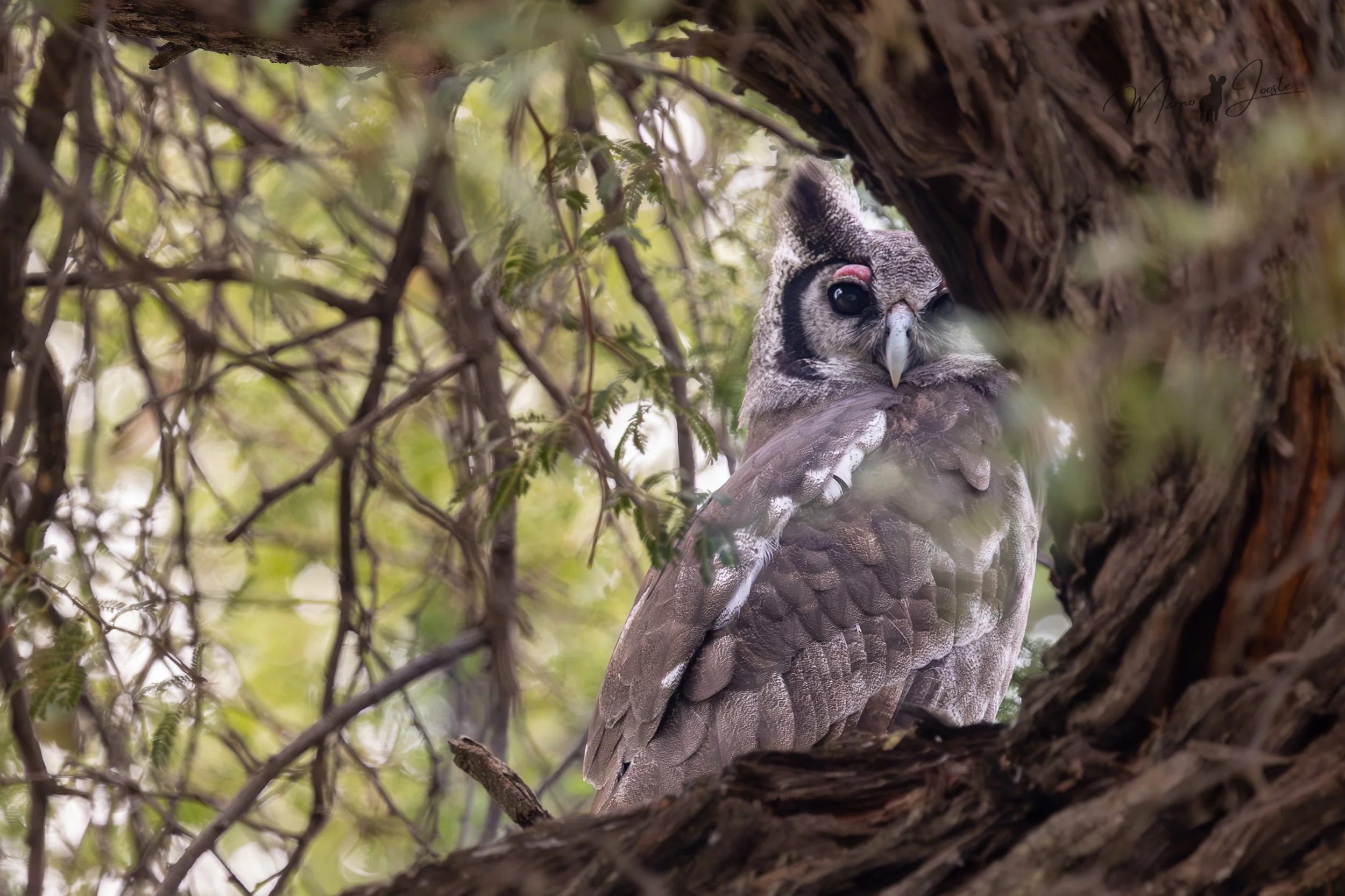 Pair of Verreaux’s eagle-owls in Khwai Private Reserve