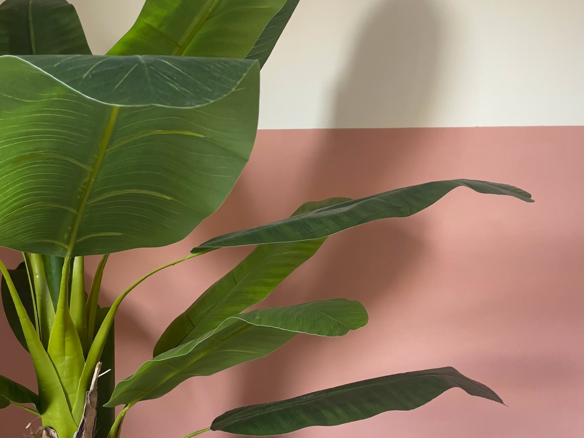 Pianta tropicale con foglie verdi su sfondo rosa e bianco.