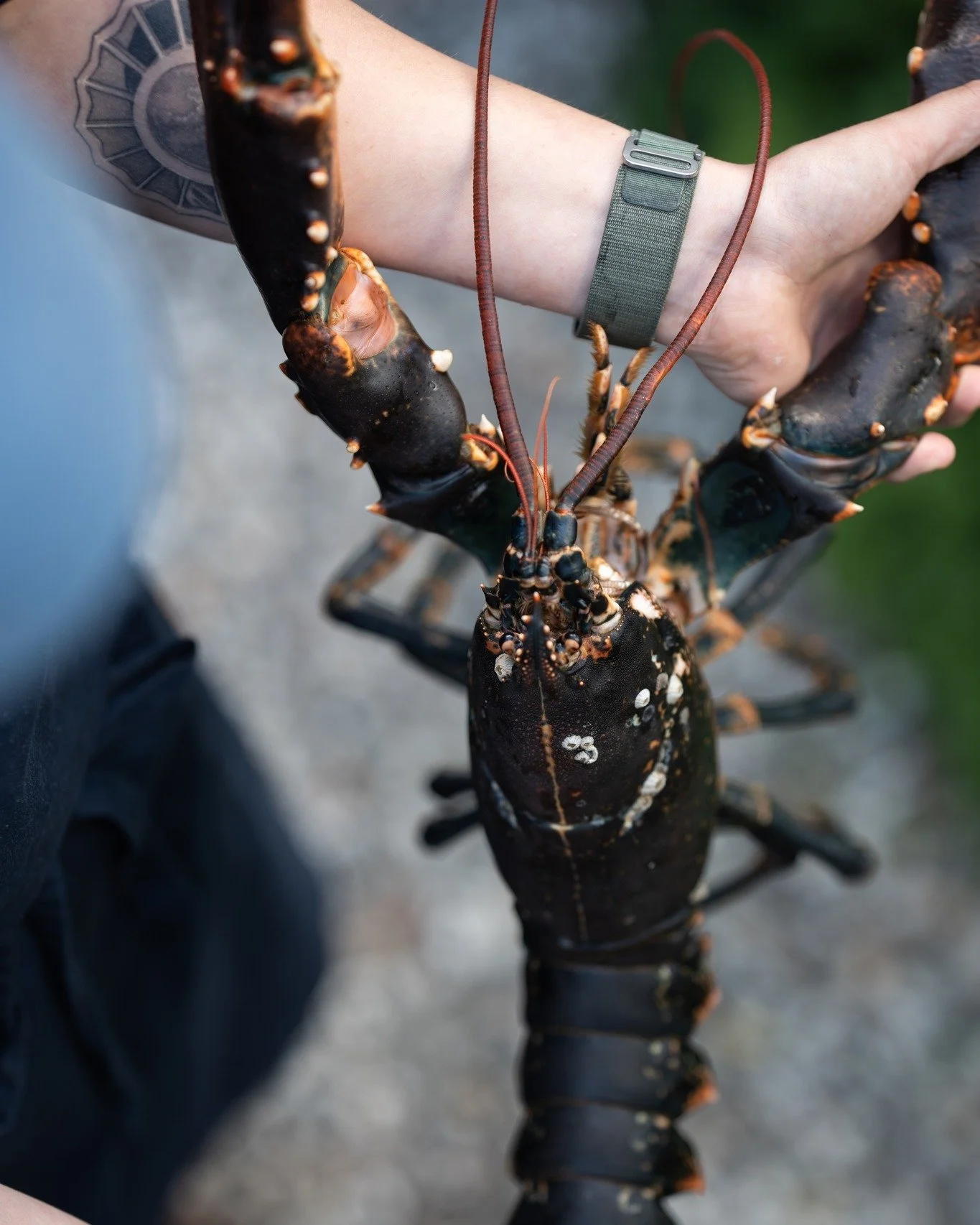 Danish lobster on the plates!
Caught in Skagerrak using lobster pots (tejner) &ndash; a traditional, low-impact fishing method that leaves the seabed largely undisturbed. The pots are highly selective, allowing undersized lobsters and unwanted catch 