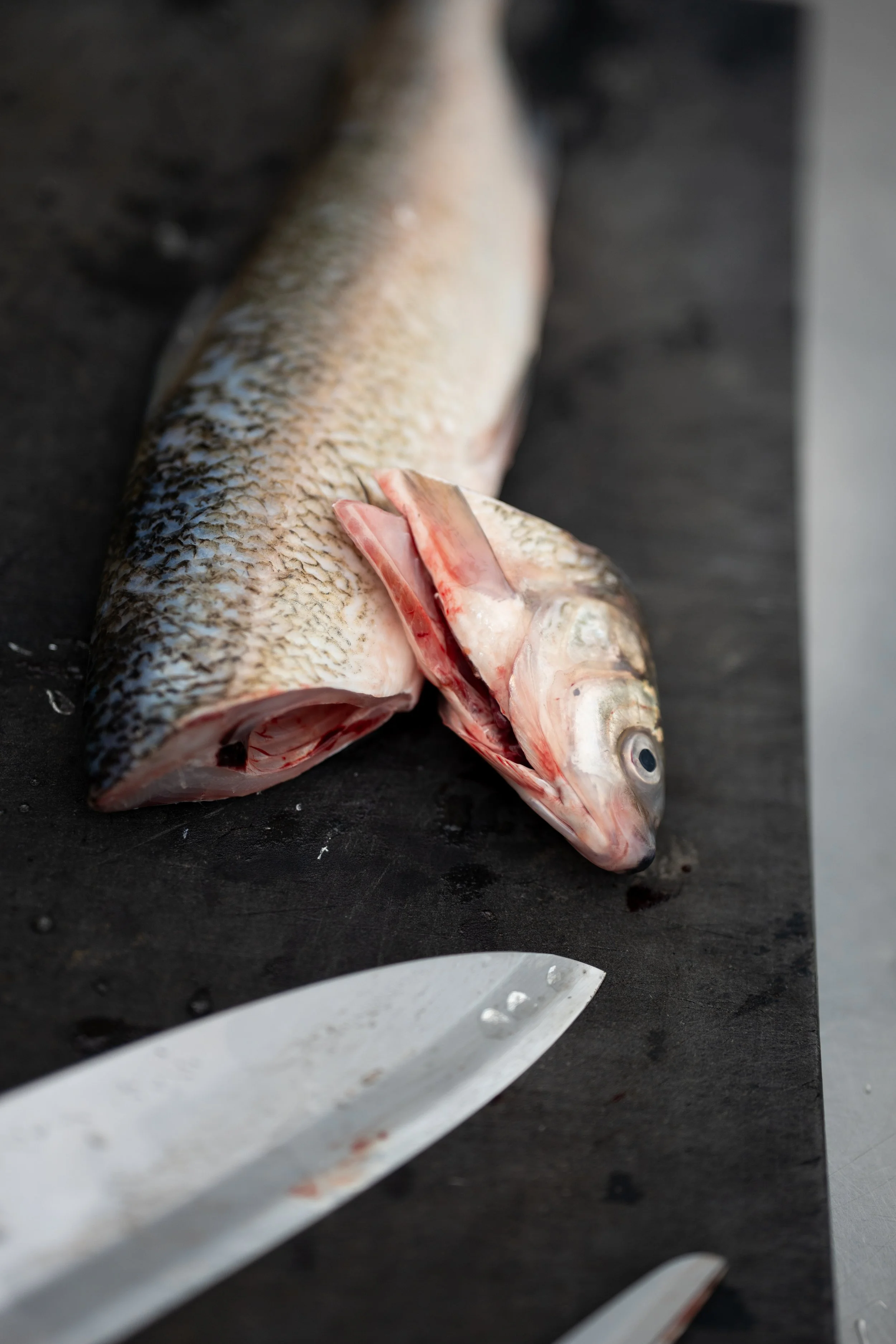 Uncleaned fish with open mouth and visible eye on a black surface, alongside a white kitchen knife.