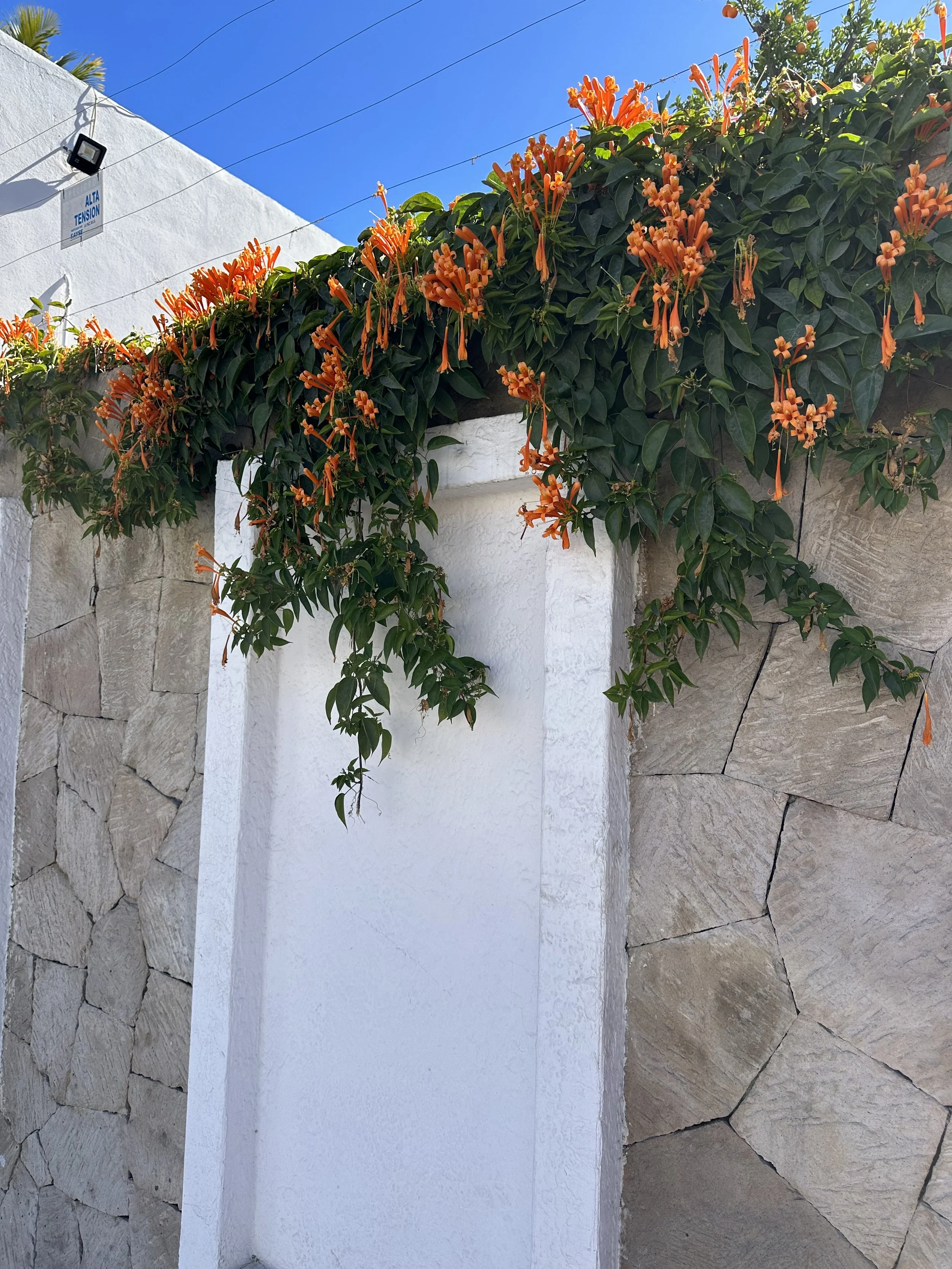 IMG_1936.jpeg