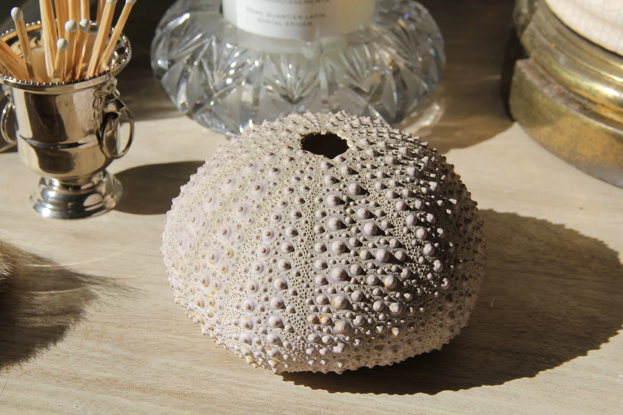 Natural Preserved Coral Specimen