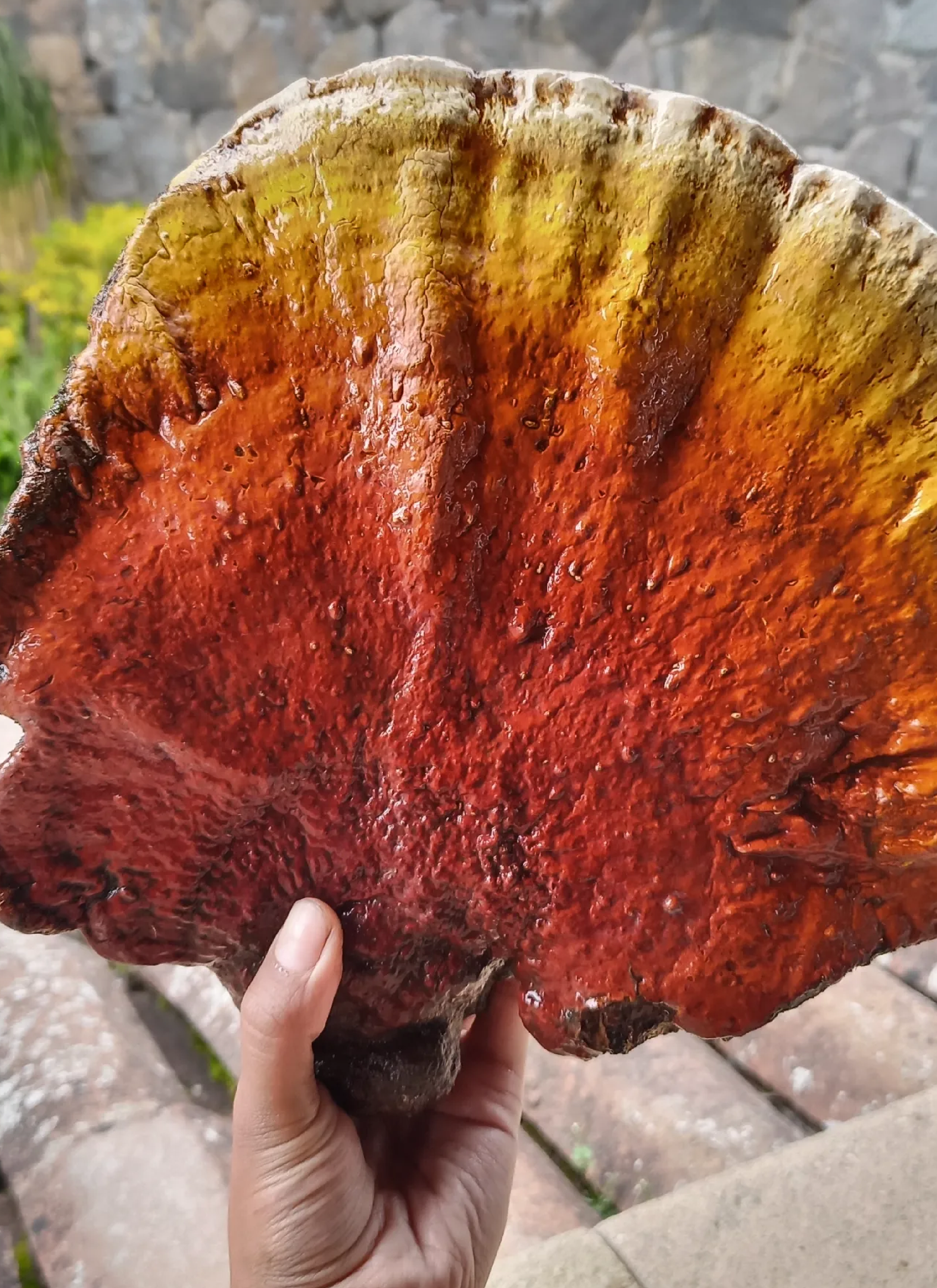 orishi web reishi.png