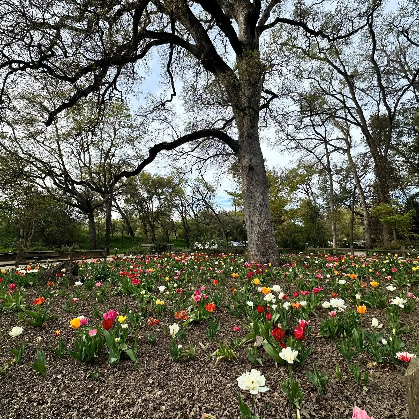 Some days these are the office views&hearts;️ nature can be so healing and grounding. It&rsquo;s one beautiful thing to be reclaimed! 

✨I am a Registered Associate Marriage &amp; Family Therapist #134630 at Modern Sessions, supervised by Renee Willi