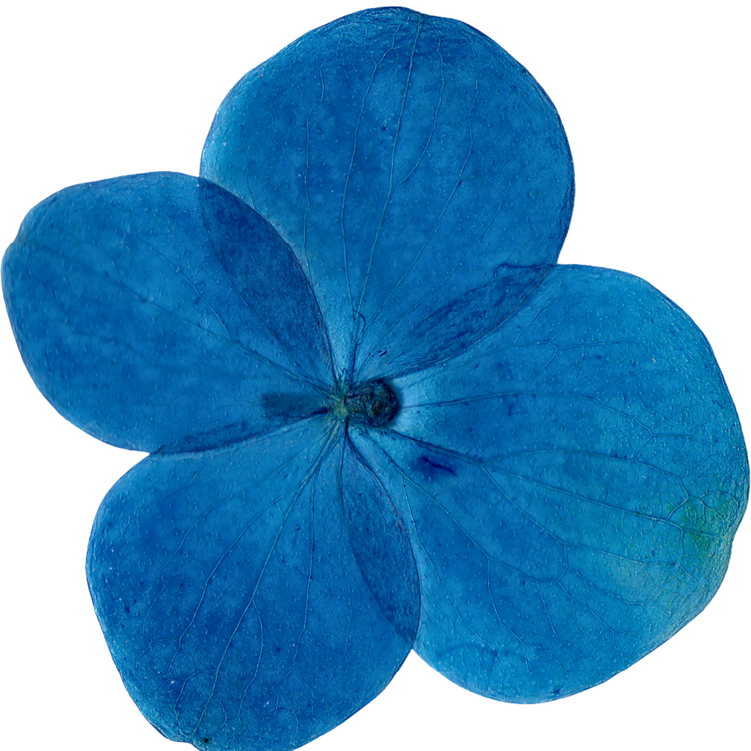 Close-up of a blue hydrangea flower with four petals and visible veins.