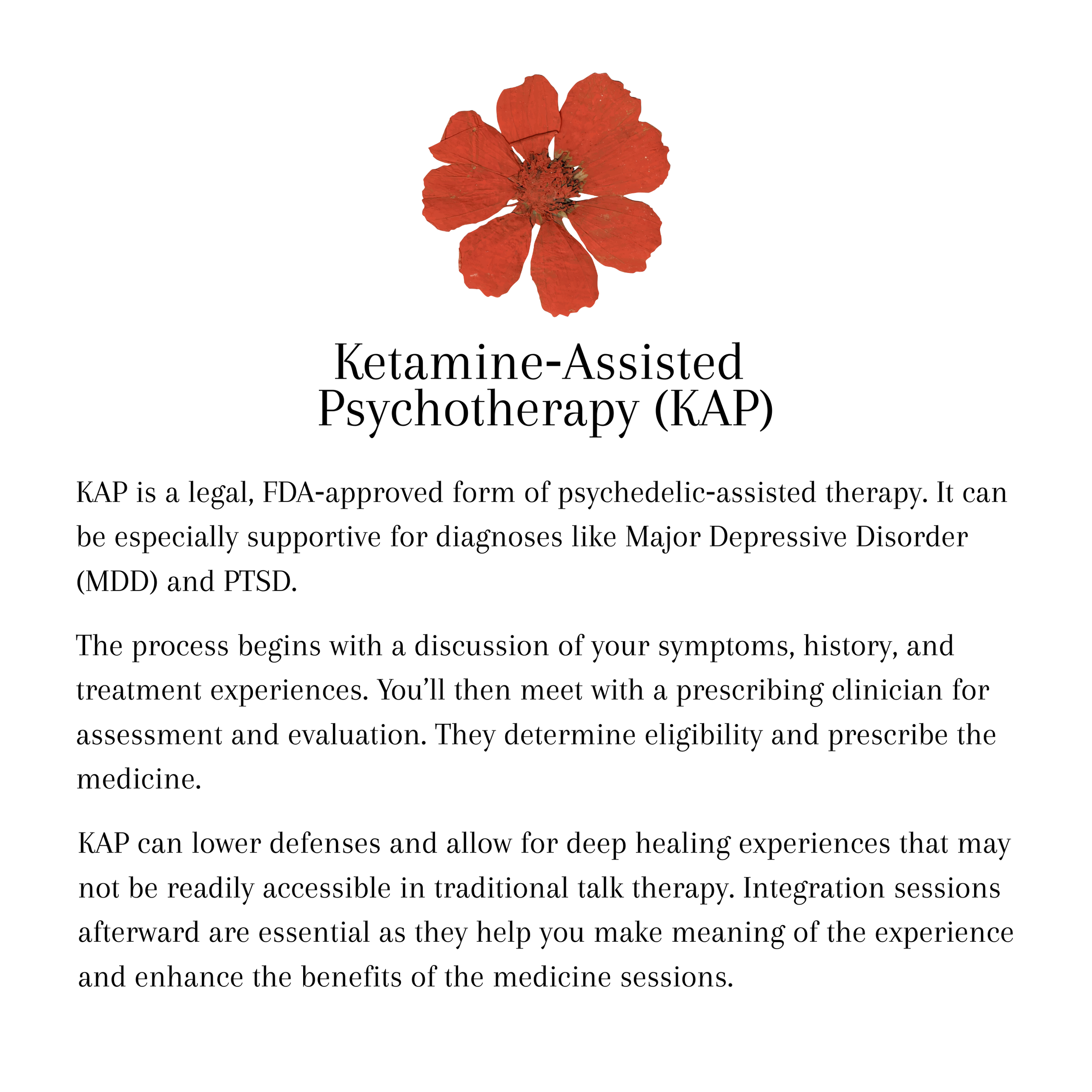 Red dried flower and text on white background about Ketamine‑Assisted Psychotherapy (KAP)