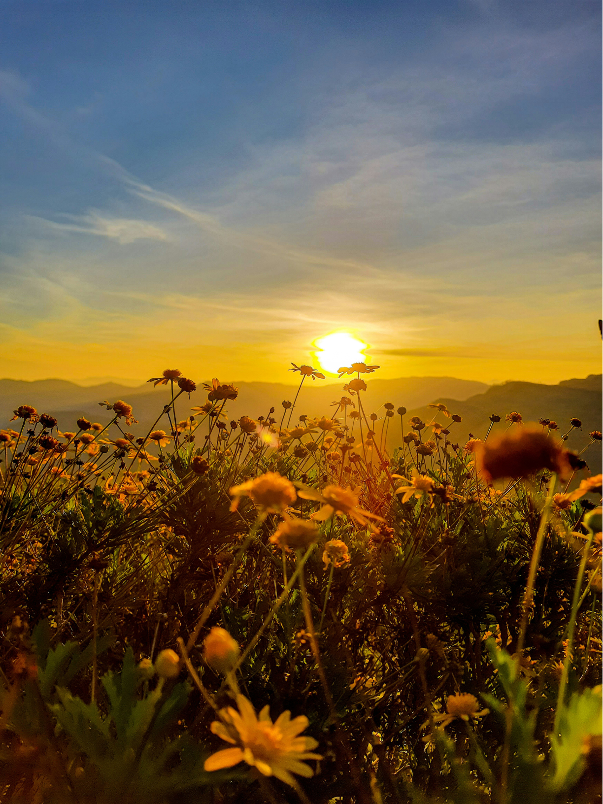 A field of wildflowers at sunset with mountains in the distance and a partly cloudy sky.