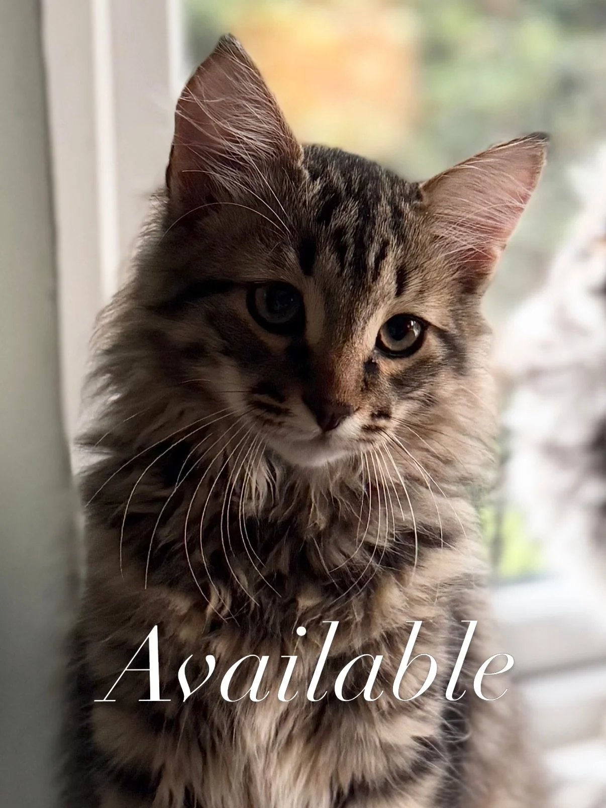 Dakar has unexpectedly become available and is now looking for his family.

He&rsquo;s a gorgeous black/brown tabby boy with a really lovely temperament - very friendly, affectionate and always keen to be involved in whatever is going on. He actively