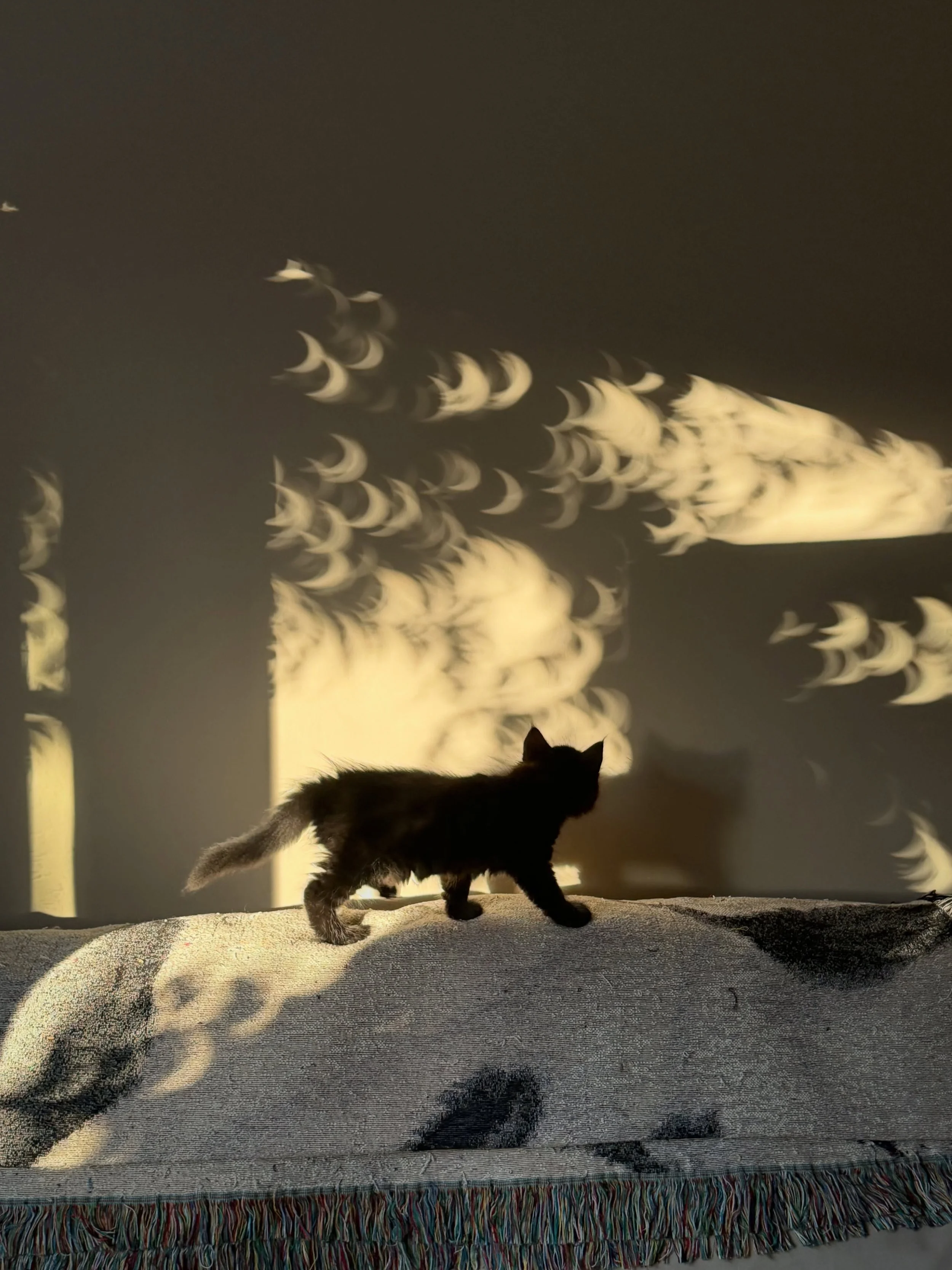Dei&agrave; 🖤  Shadows of the eclipse 🌒