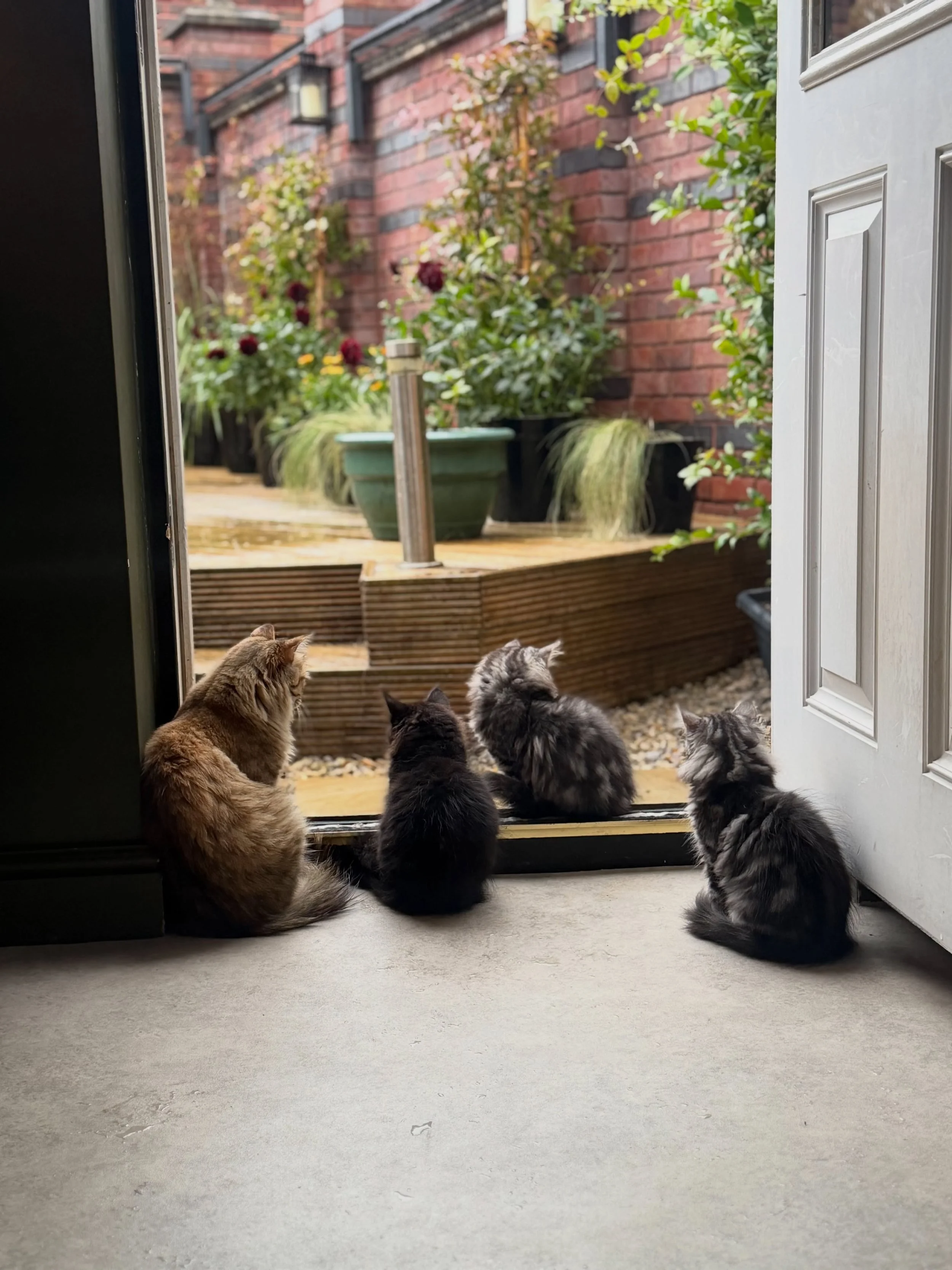 A happy memory of a rainy day in early September when nobody wanted to go outside ☔️ 

Delphi, Daphne, Dei&agrave; and Bibi 🤍