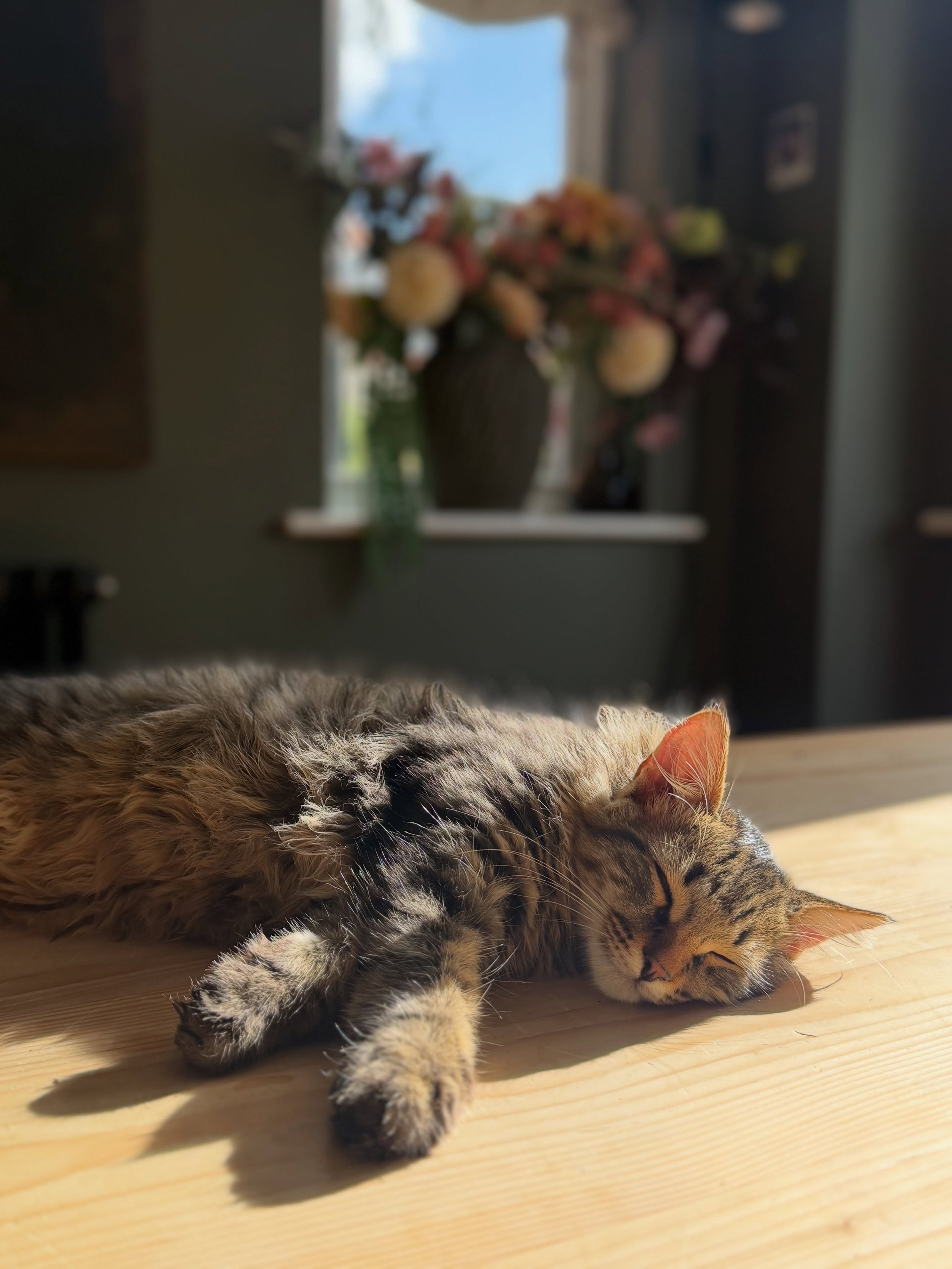 Dakar&rsquo;s little suitcase is packed, ready for him to leave with his new family today. 

After staying with us for a few extra weeks due to a family holiday, we&rsquo;ve become very attached to this sweet, playful little cutie pie. Except he&rsqu