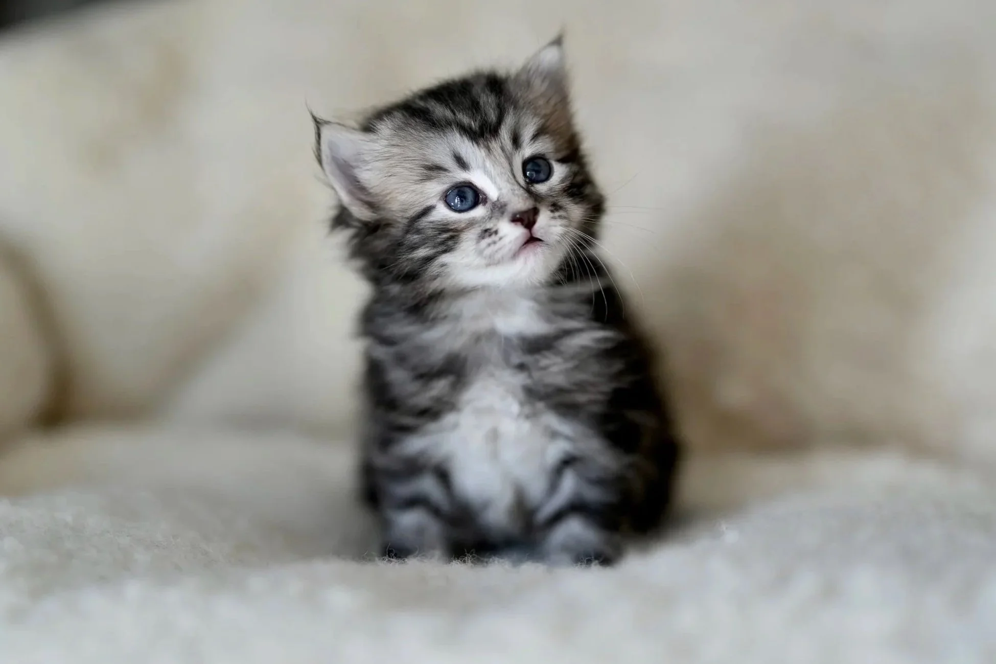 A small silver kitten with blue eyes and white paws walking towards the camera on a white surface, with a dark background.