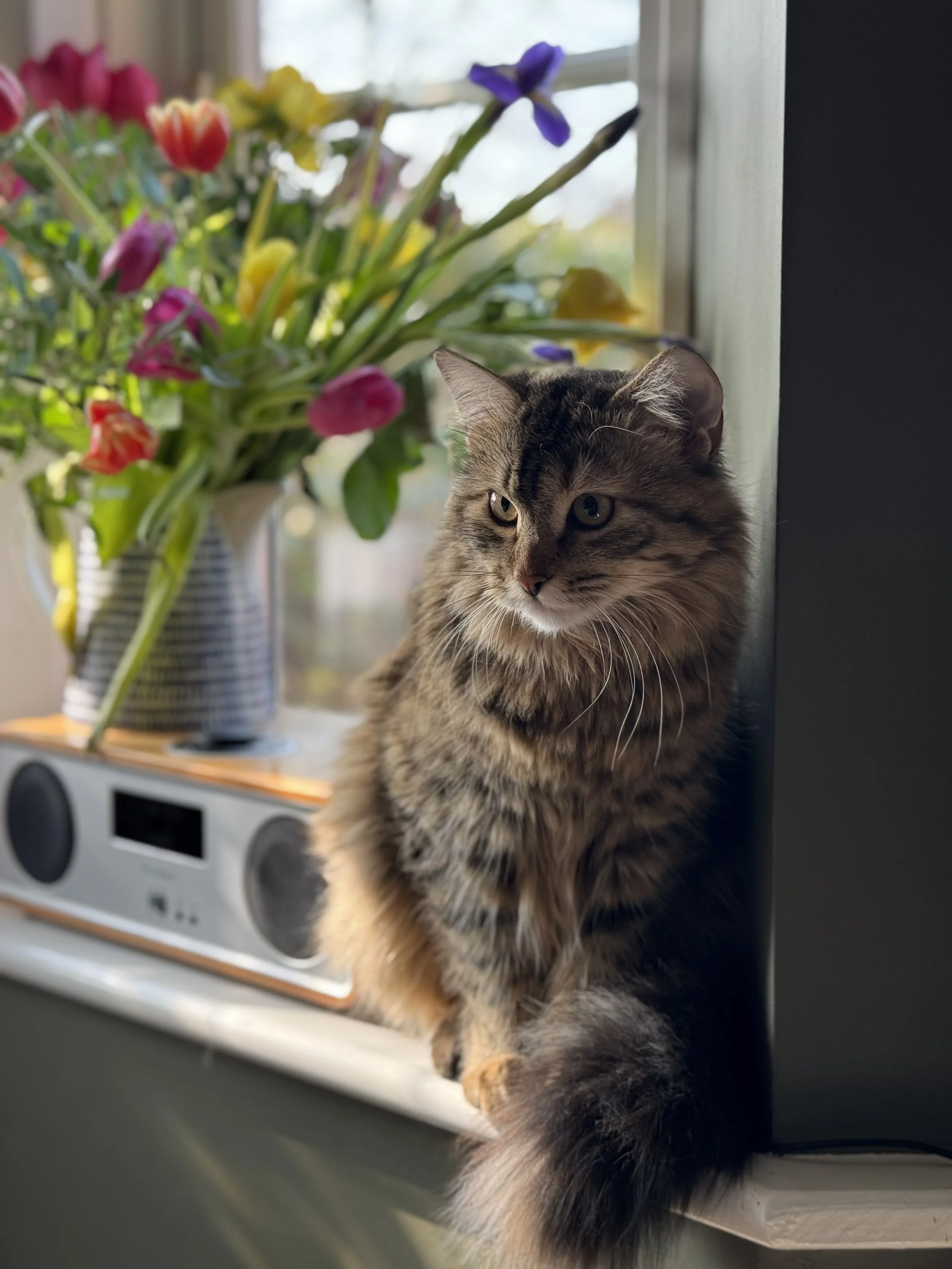 A tabby cat sitting on a windowsill next to a bouquet of colorful flowers in a vase, with a home audio system in the background.