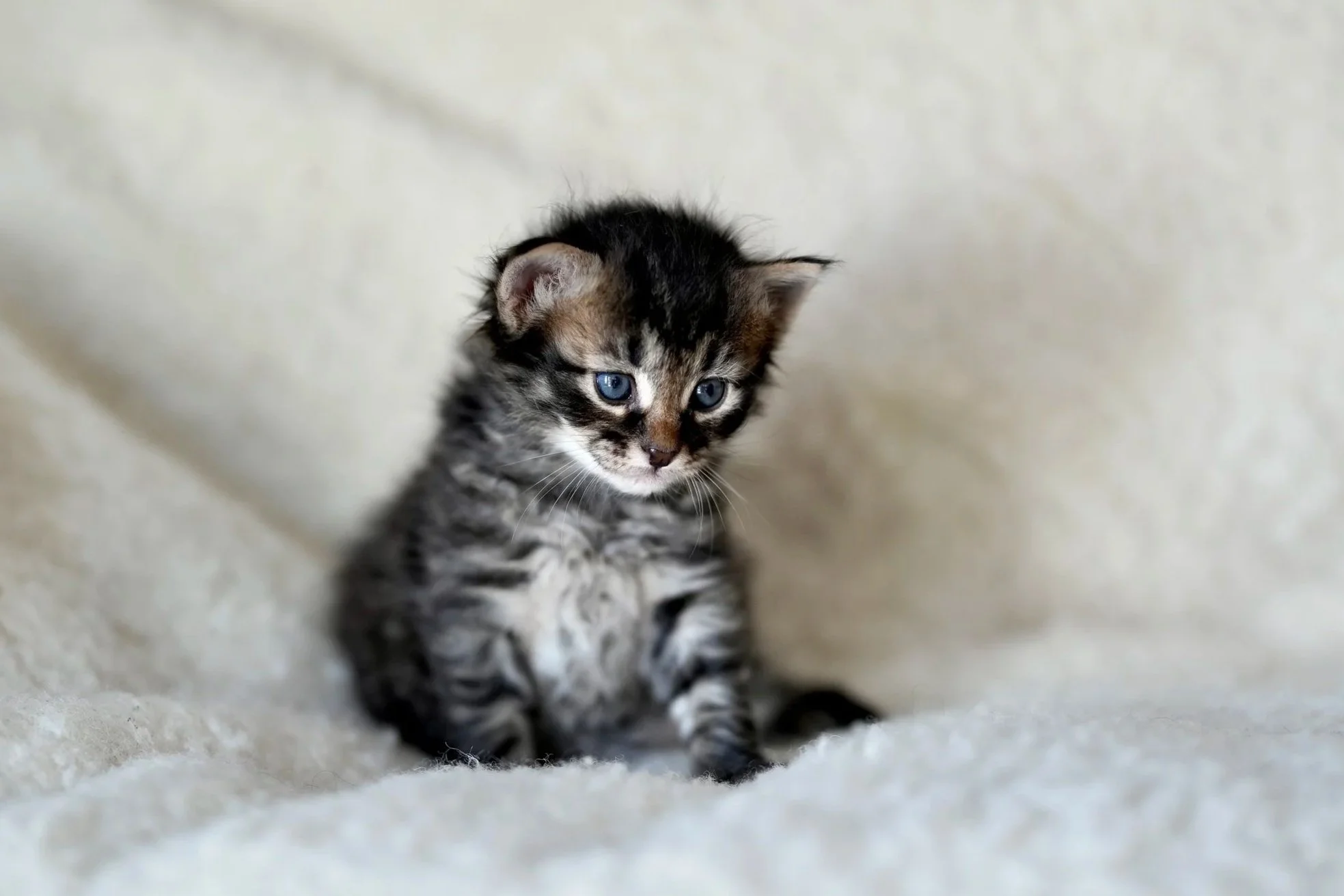 A small, fluffy kitten with blue eyes walking on a light-colored surface with a dark background.