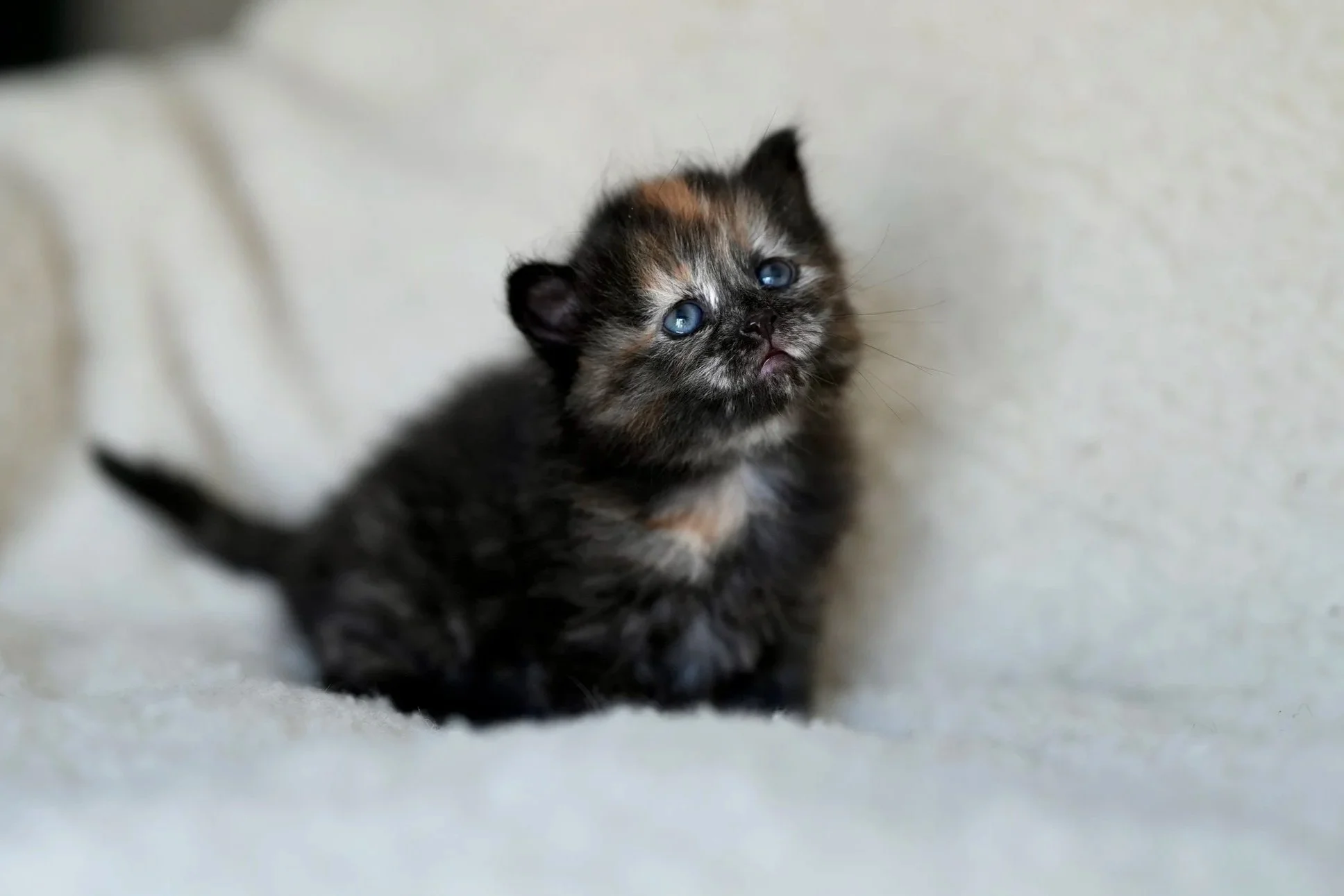 A small, fluffy kitten with blue eyes walking on a light-colored surface with a dark background.