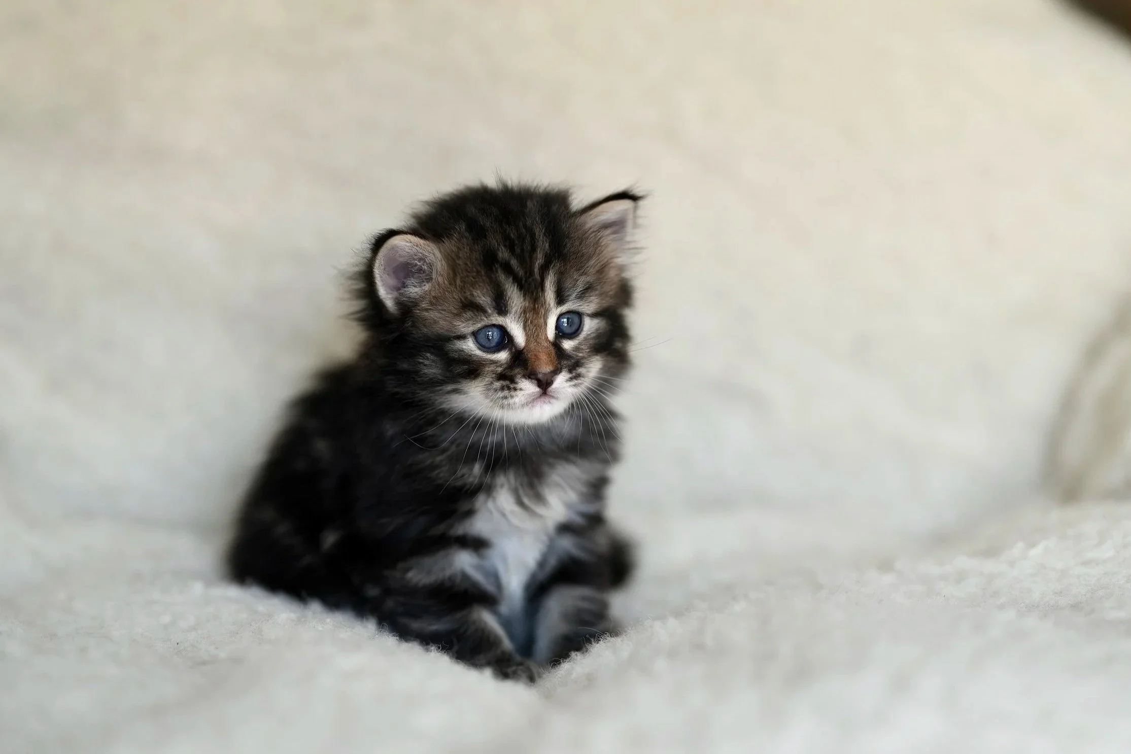 A small gray tabby kitten with blue eyes walking towards the camera on a light-colored surface with a dark background.