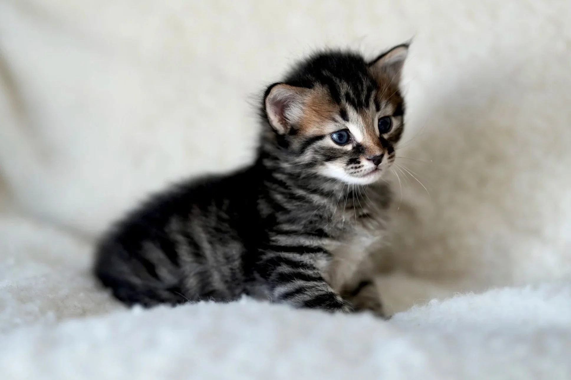 Small tabby kitten, sitting on a white background