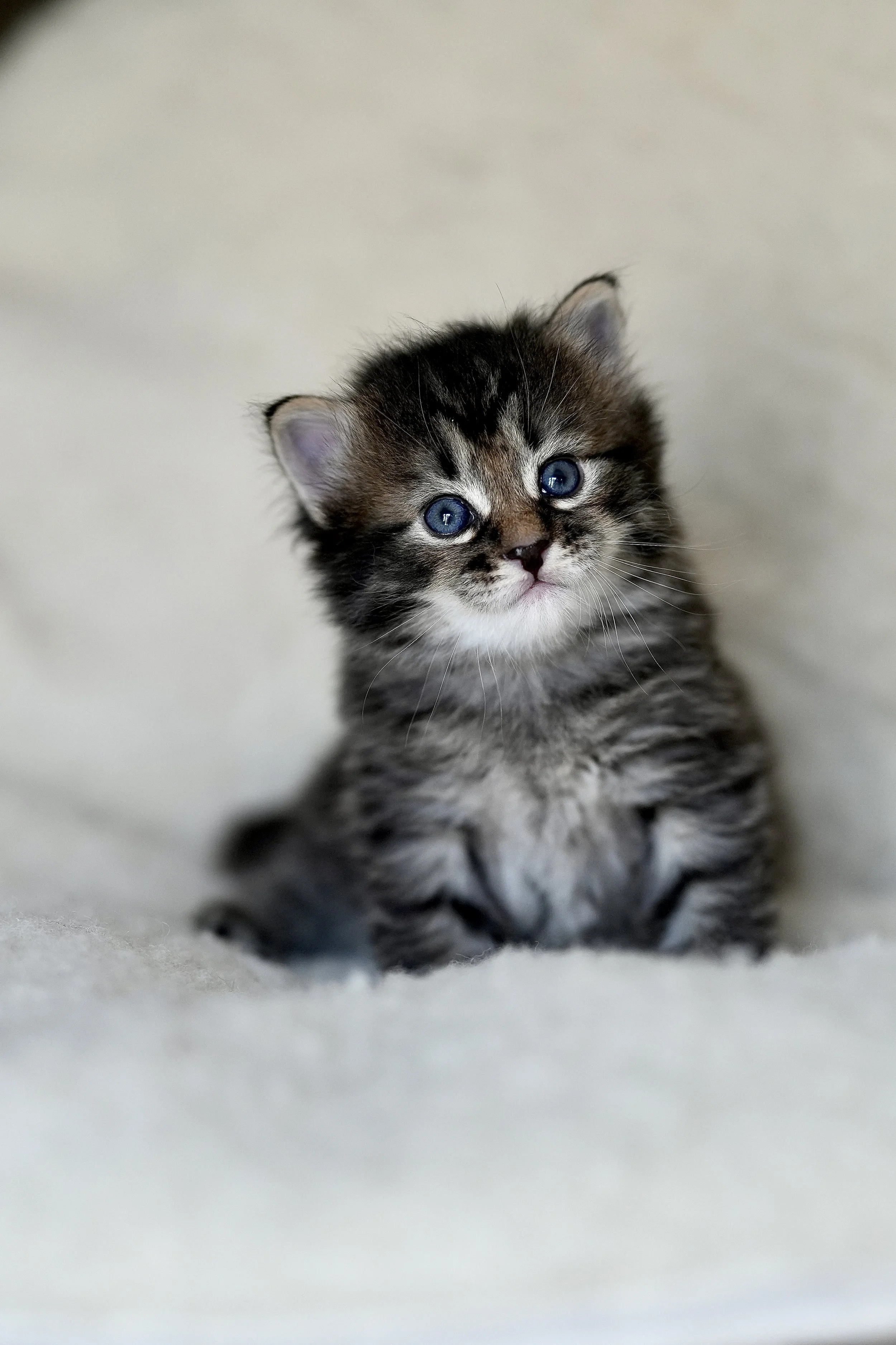 A small tabby kitten with blue eyes looking towards the camera on a white surface.