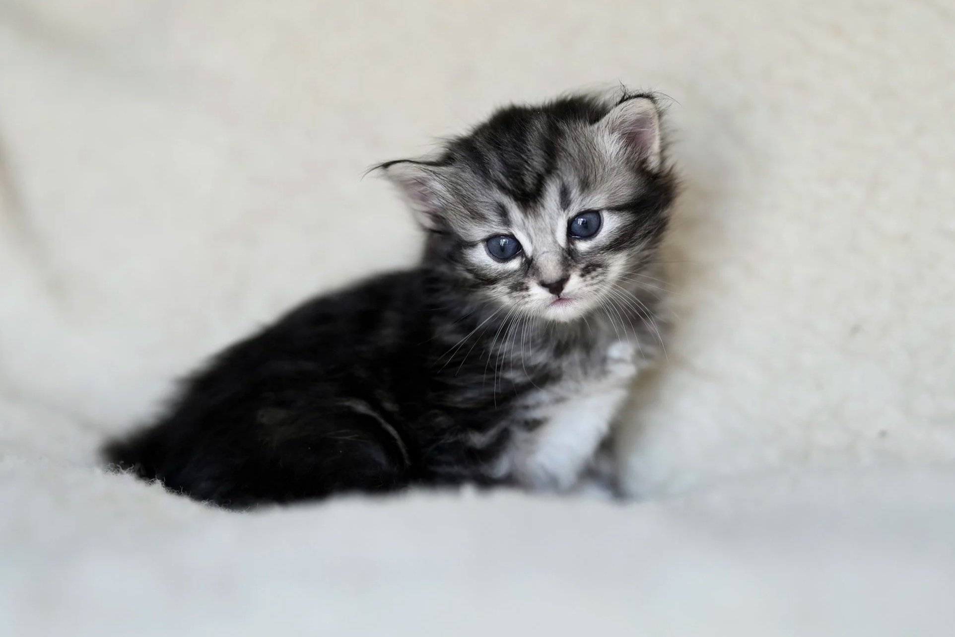 A small gray tabby kitten with blue eyes walking towards the camera on a light-colored surface with a dark background.