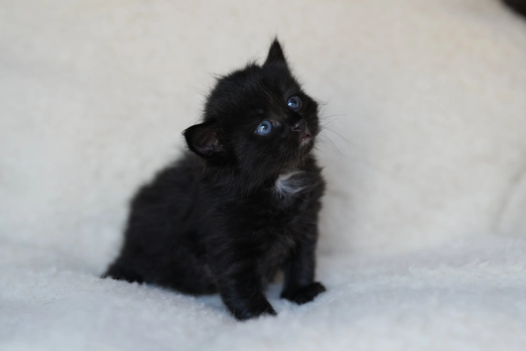 Small black kitten with white on its chest looking at camera