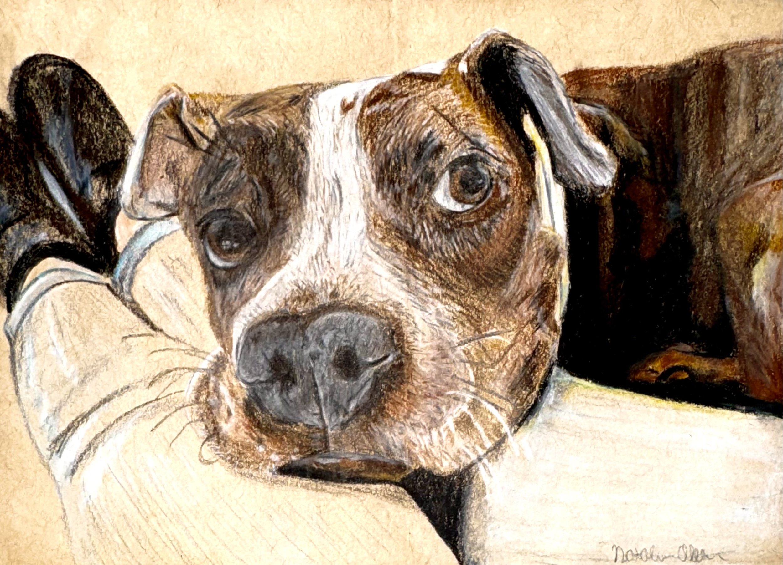 Colored pencil drawing of dog. Original art