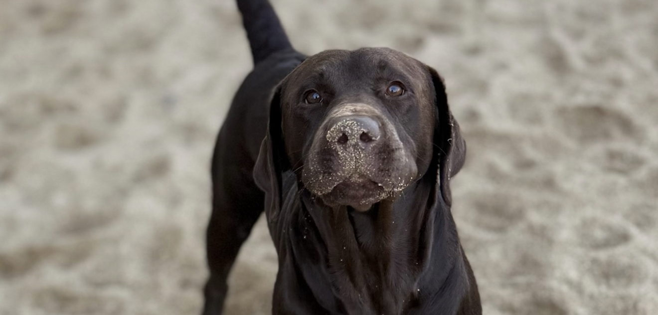 LEX Pet Hotel & Creche Canina