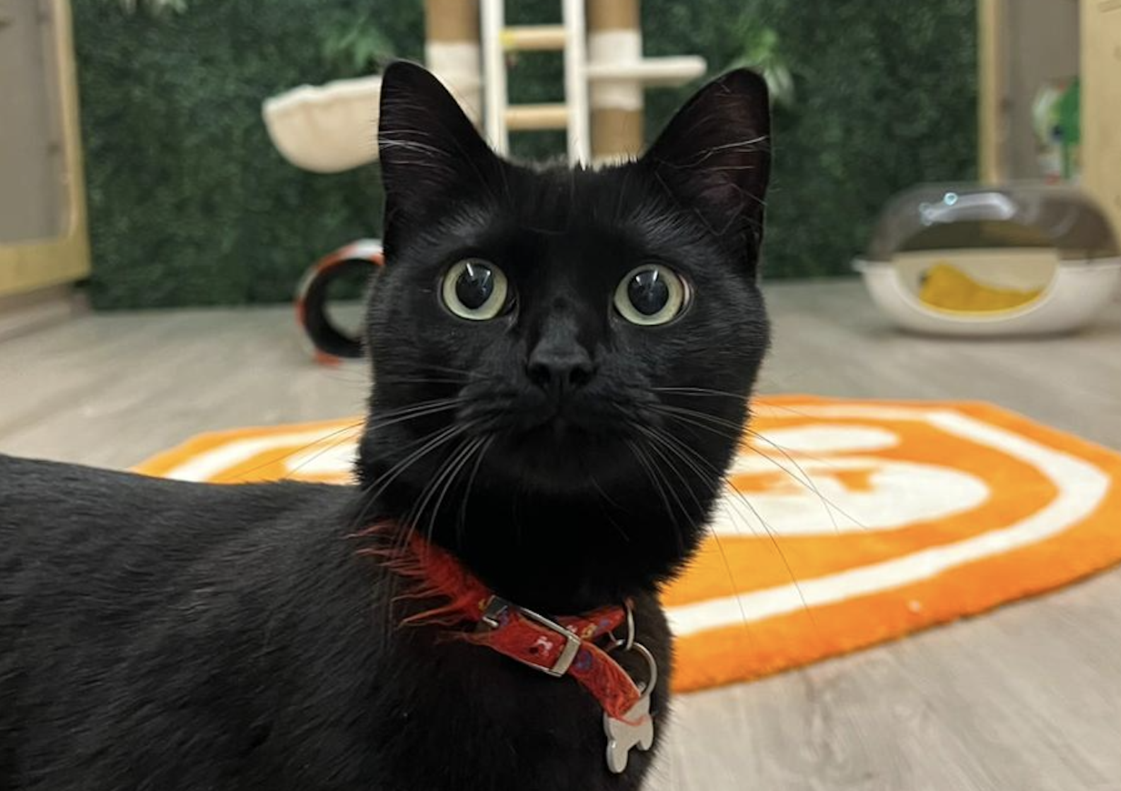 Cuidados do sue Gato como membro da nossa Família!