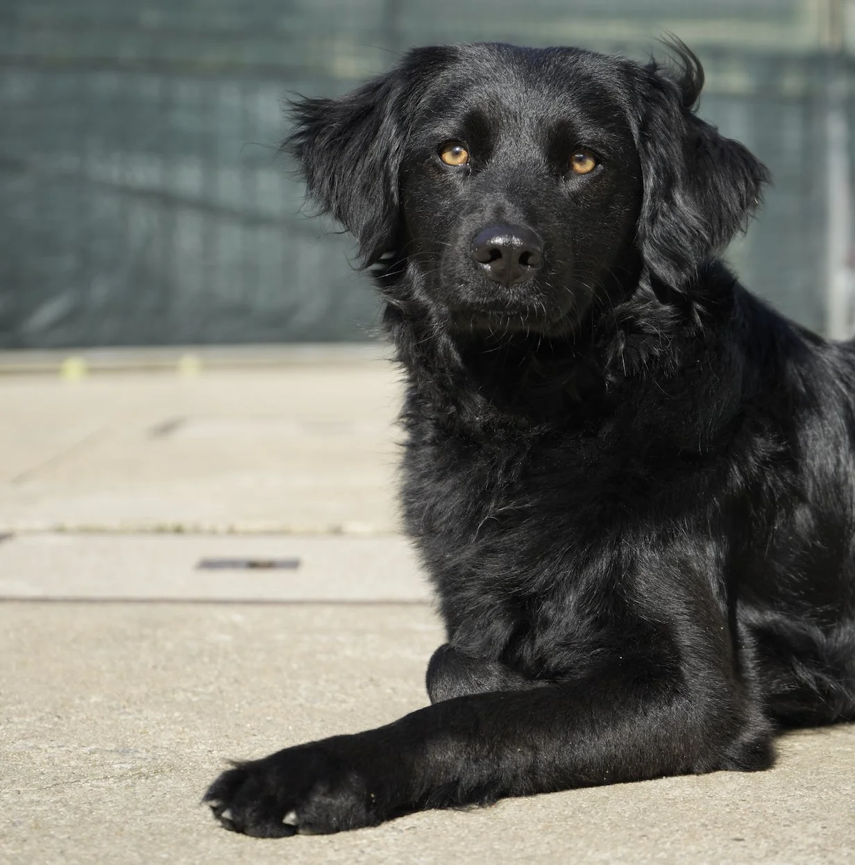 LEX Pet Hotel & Creche Canina