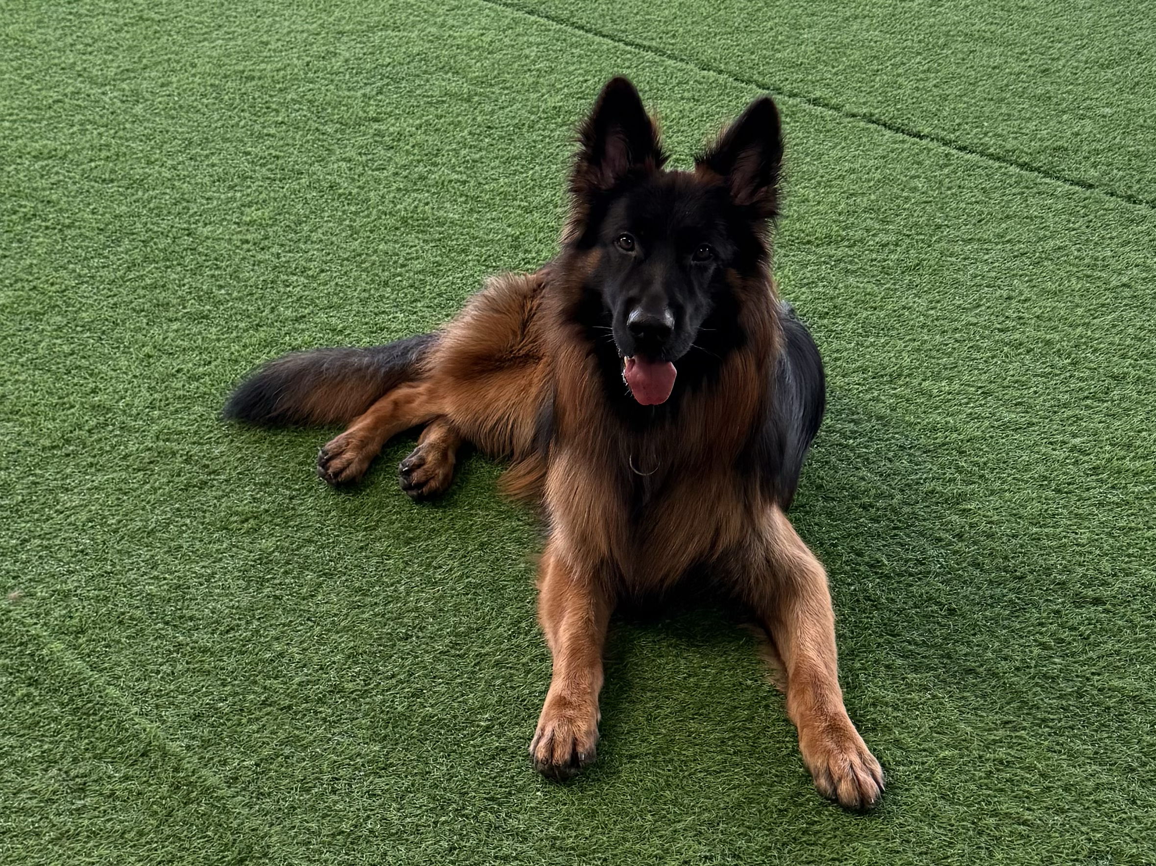 LEX Pet Hotel & Creche Canina