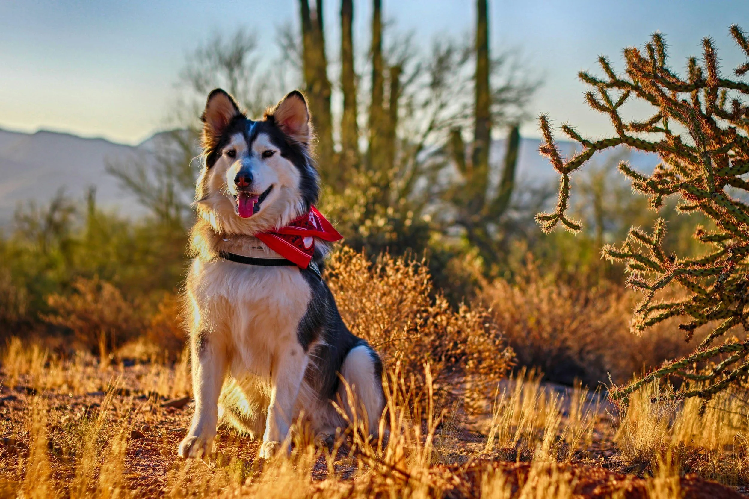 5 Things Phoenix Dog Owners Should Know About Summer Heat”