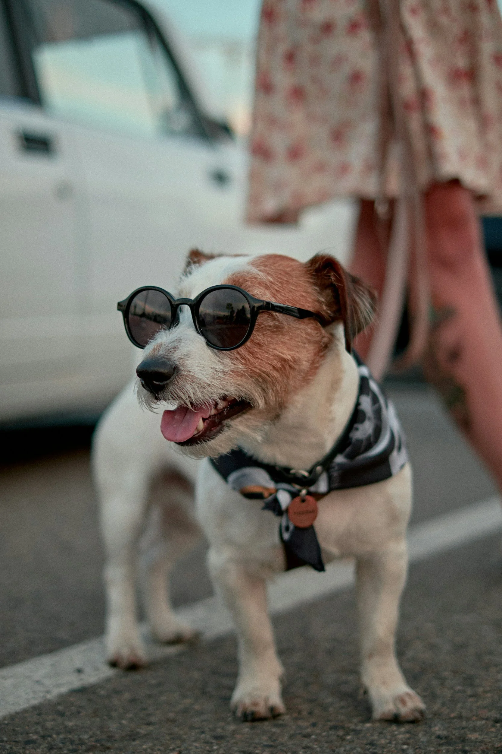 Phoenix heat: signs to watch for in your dog